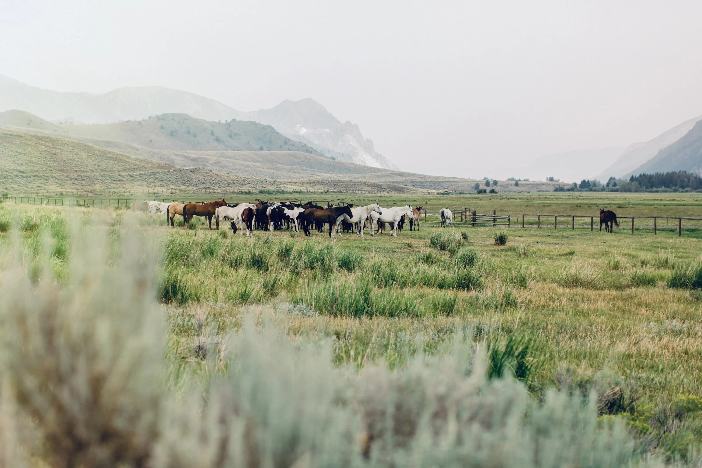 Horses grazing in the Wyoming high country during early fall hunting season