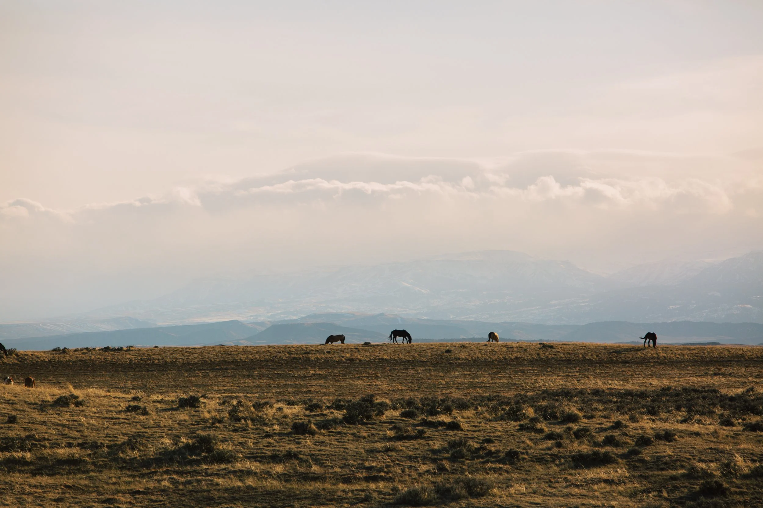 Wild horses grazing across the prairie in the McCullough Peaks Wild Horse Herd Management Area near Cody, Wyoming.