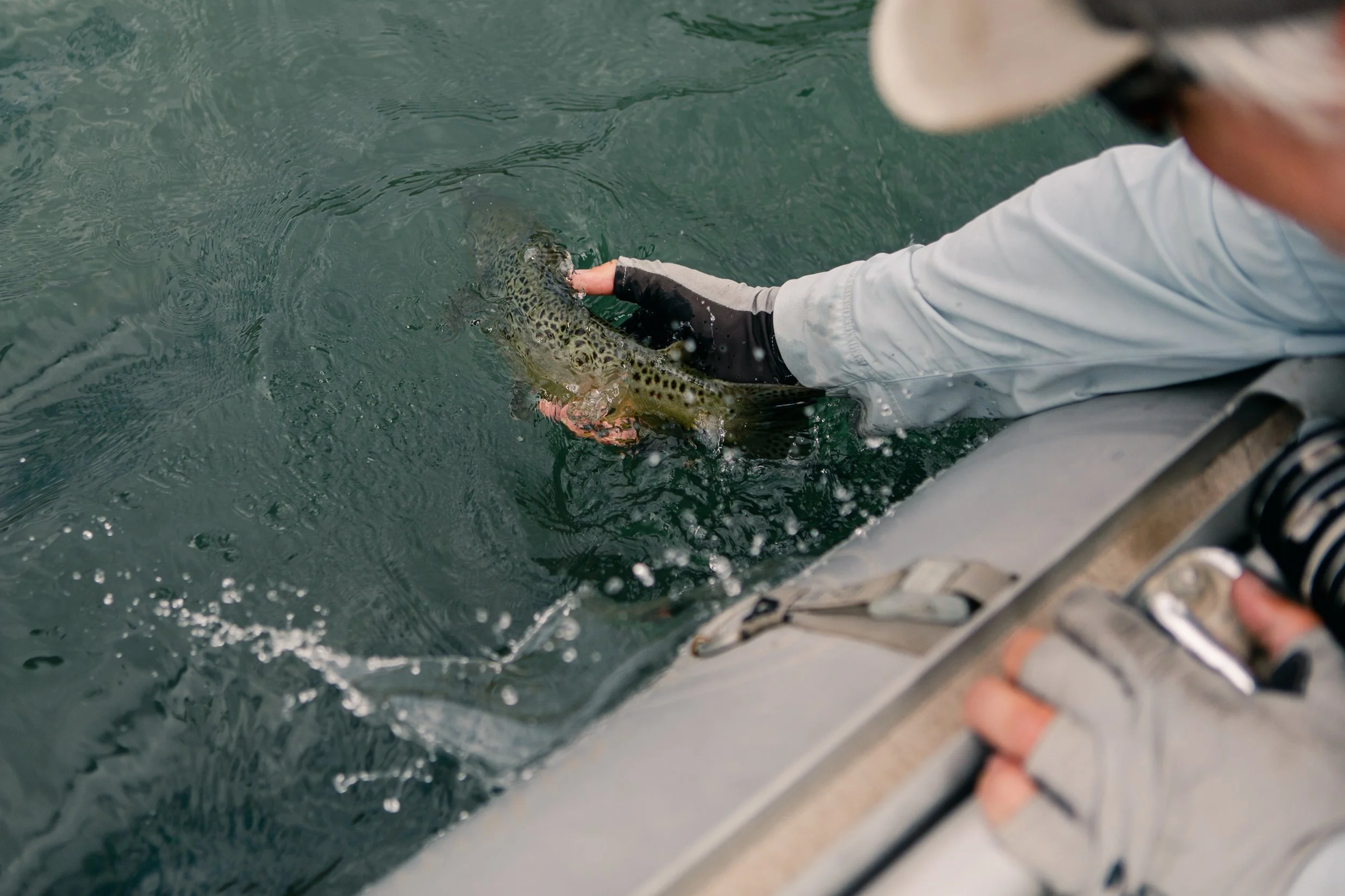 Brown trout splashing back into a wyoming river from a raft