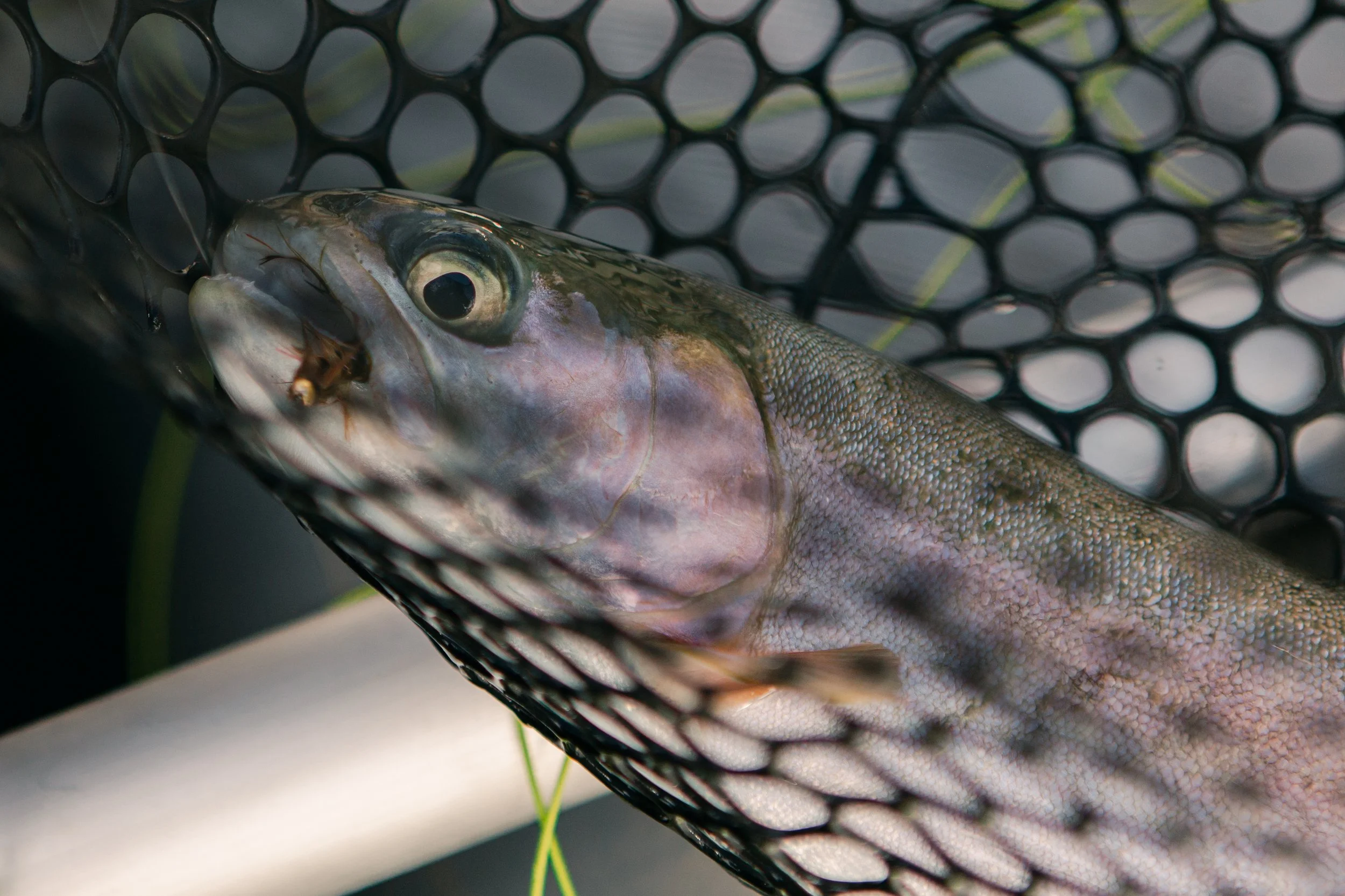 Wild Rainbow trout resting in a landing net during catch-and-release fly fishing in Wyoming