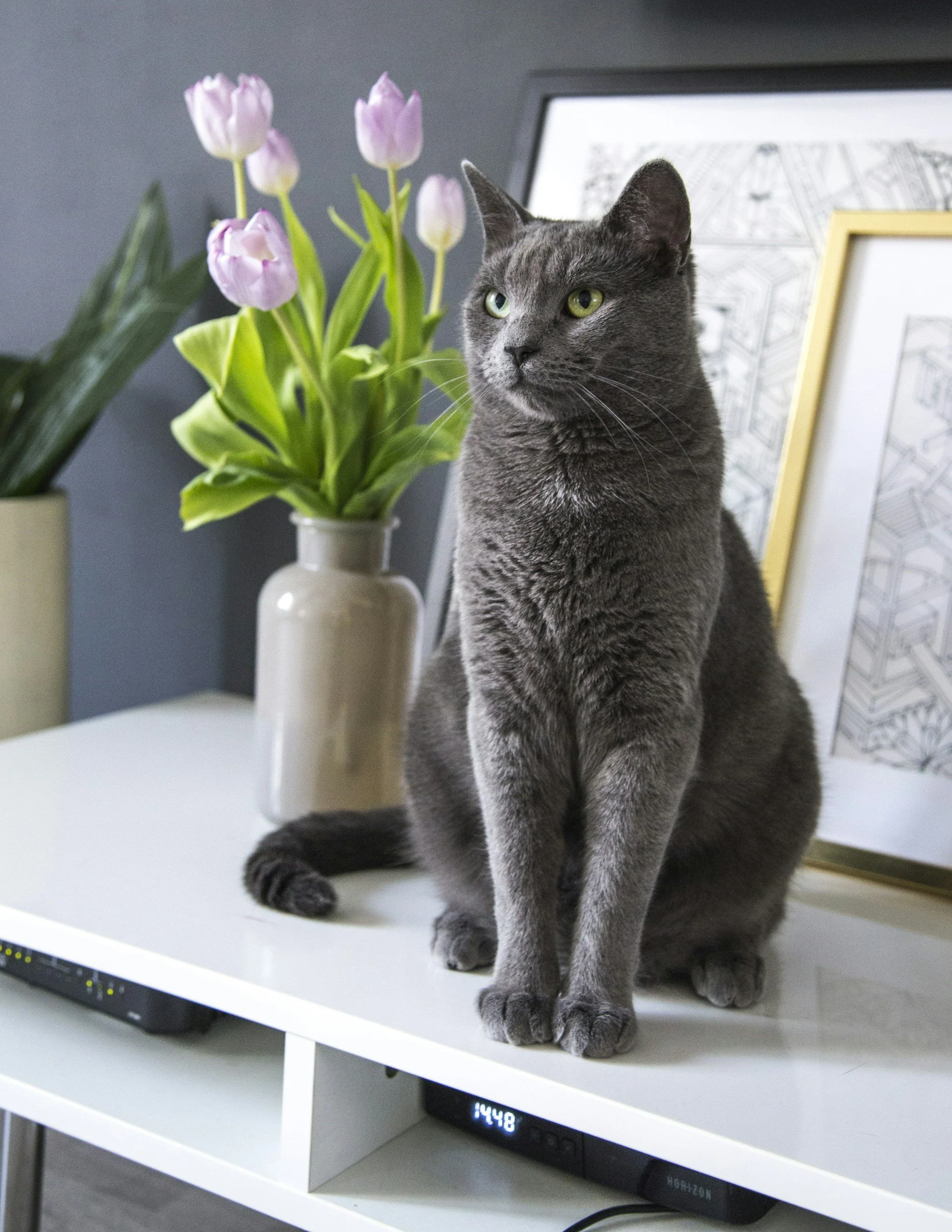A gray cat sitting on a white shelf next to a vase with pink tulips, with framed artwork and a digital clock showing 1:48 in the background.