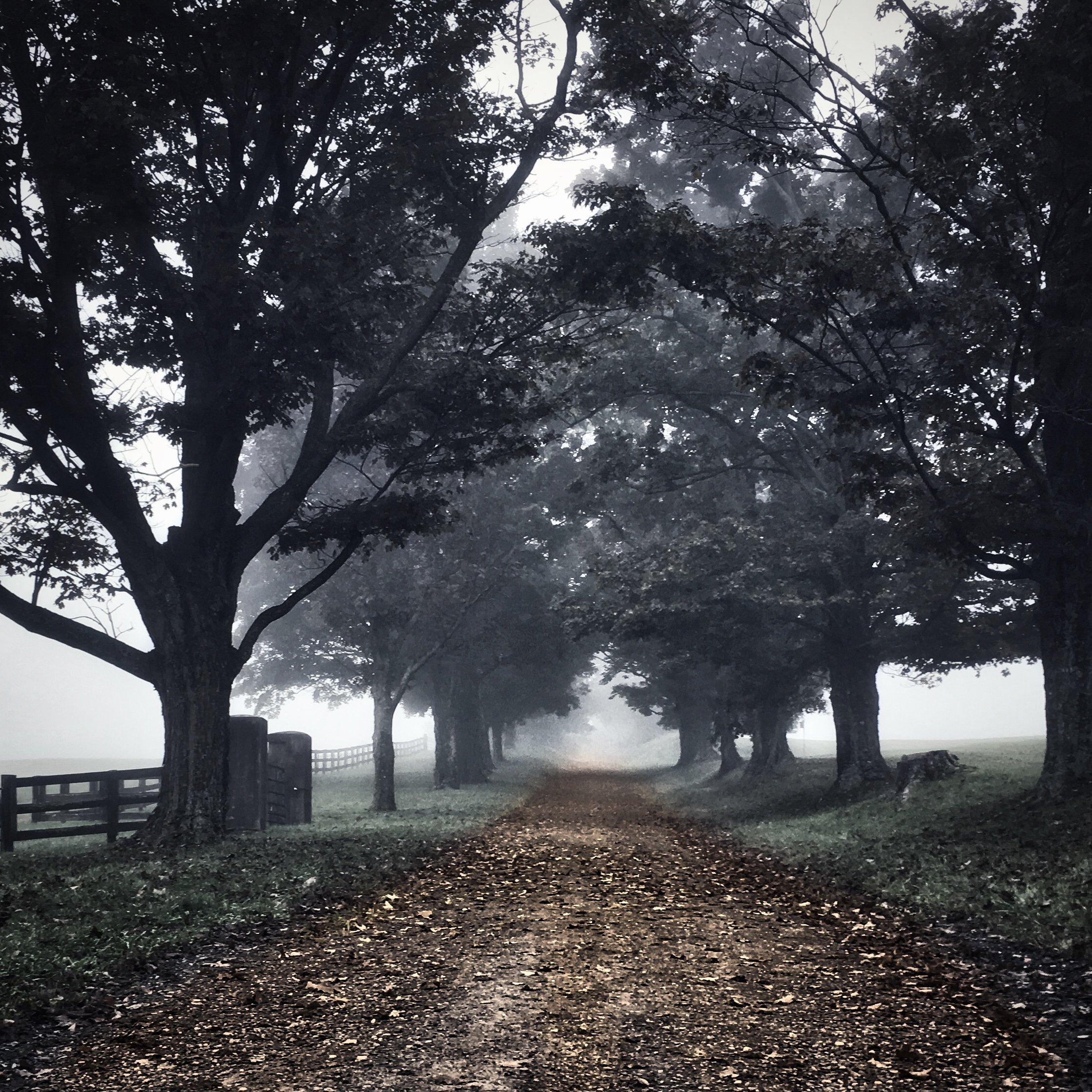 Fog_4.jpeg