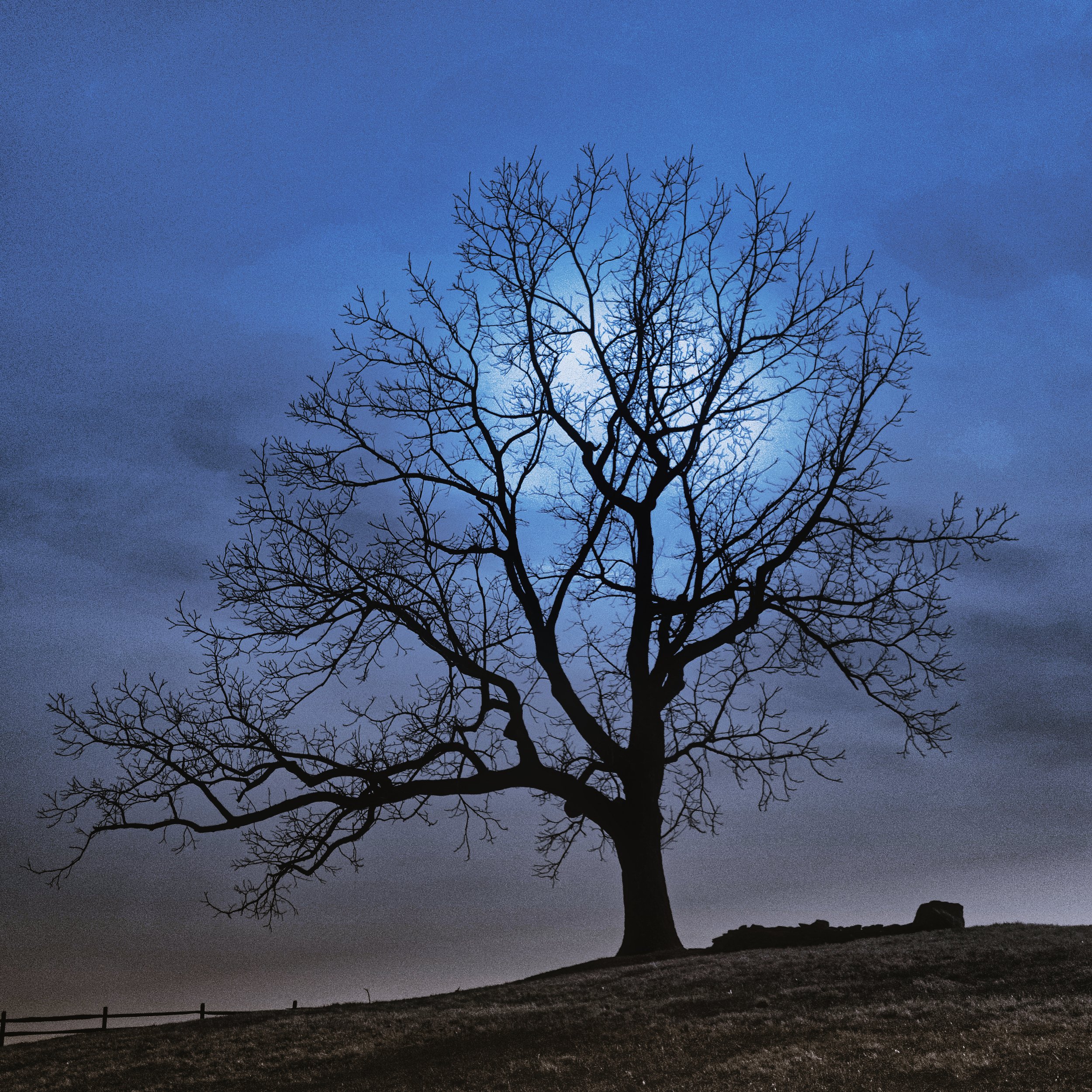 Tree_4_LAI.jpeg