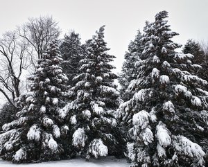 Snow Trees.jpeg