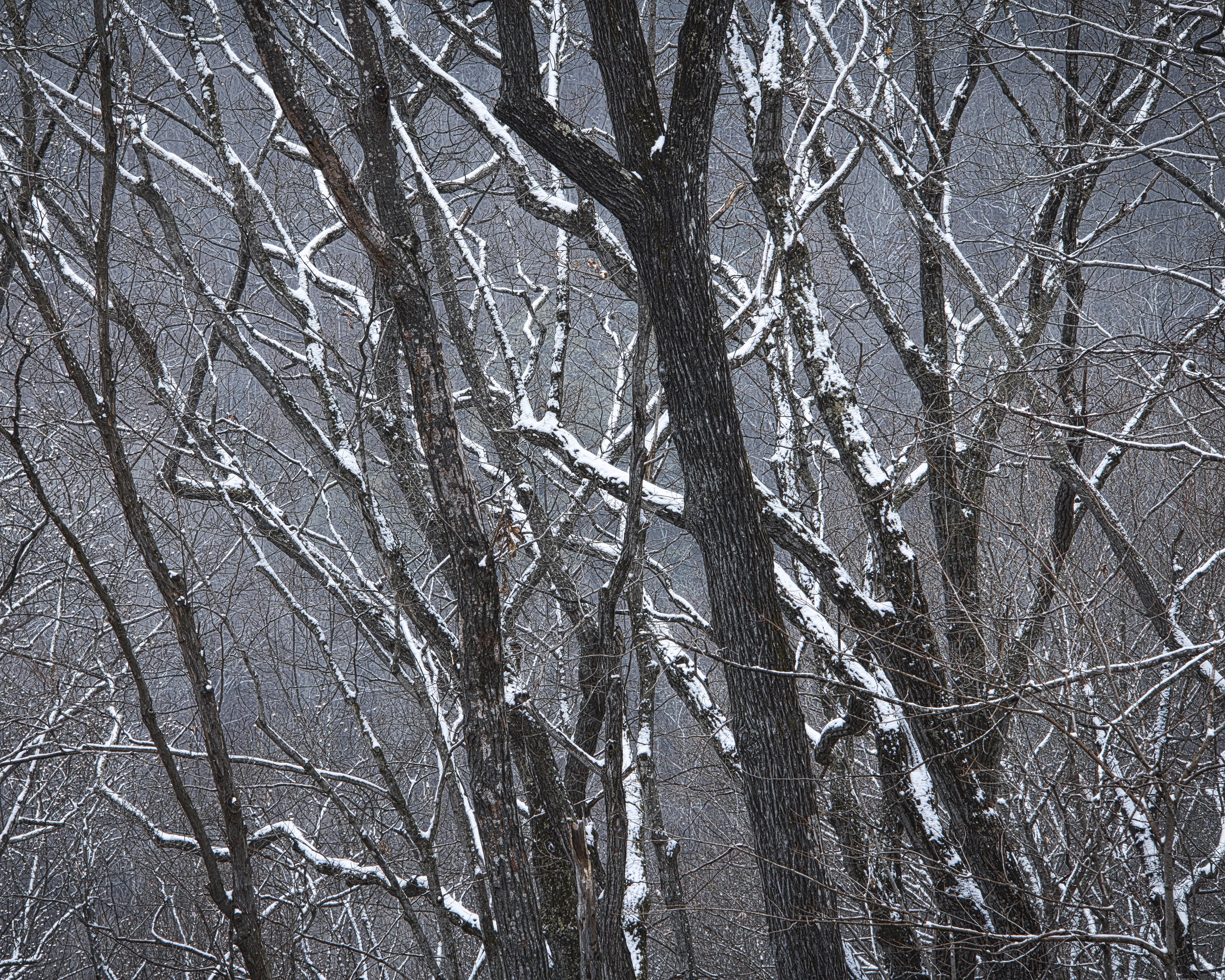 Rivers Edge Snow Trees web.jpeg