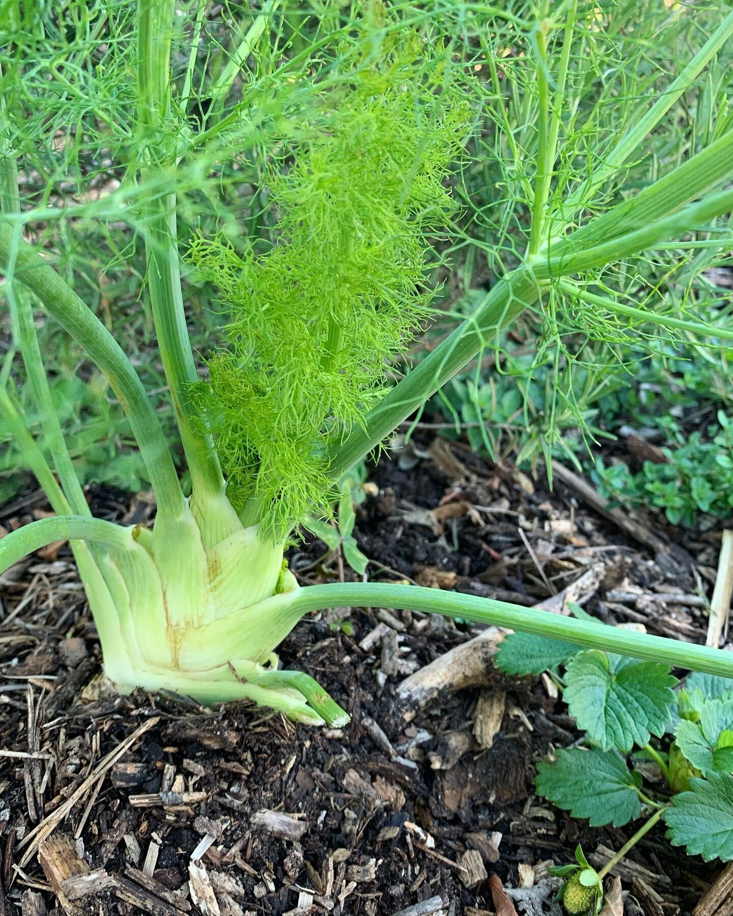 Fennel growing with strawberries and oregano 🌿 🍓🌱
Fennel has amazing anti bacterial and anti inflammatory effects. It is a flavorful culinary herb and potent medicinal plant. All parts are edible including the bulb, stalk, leaves, and seeds. Fenne