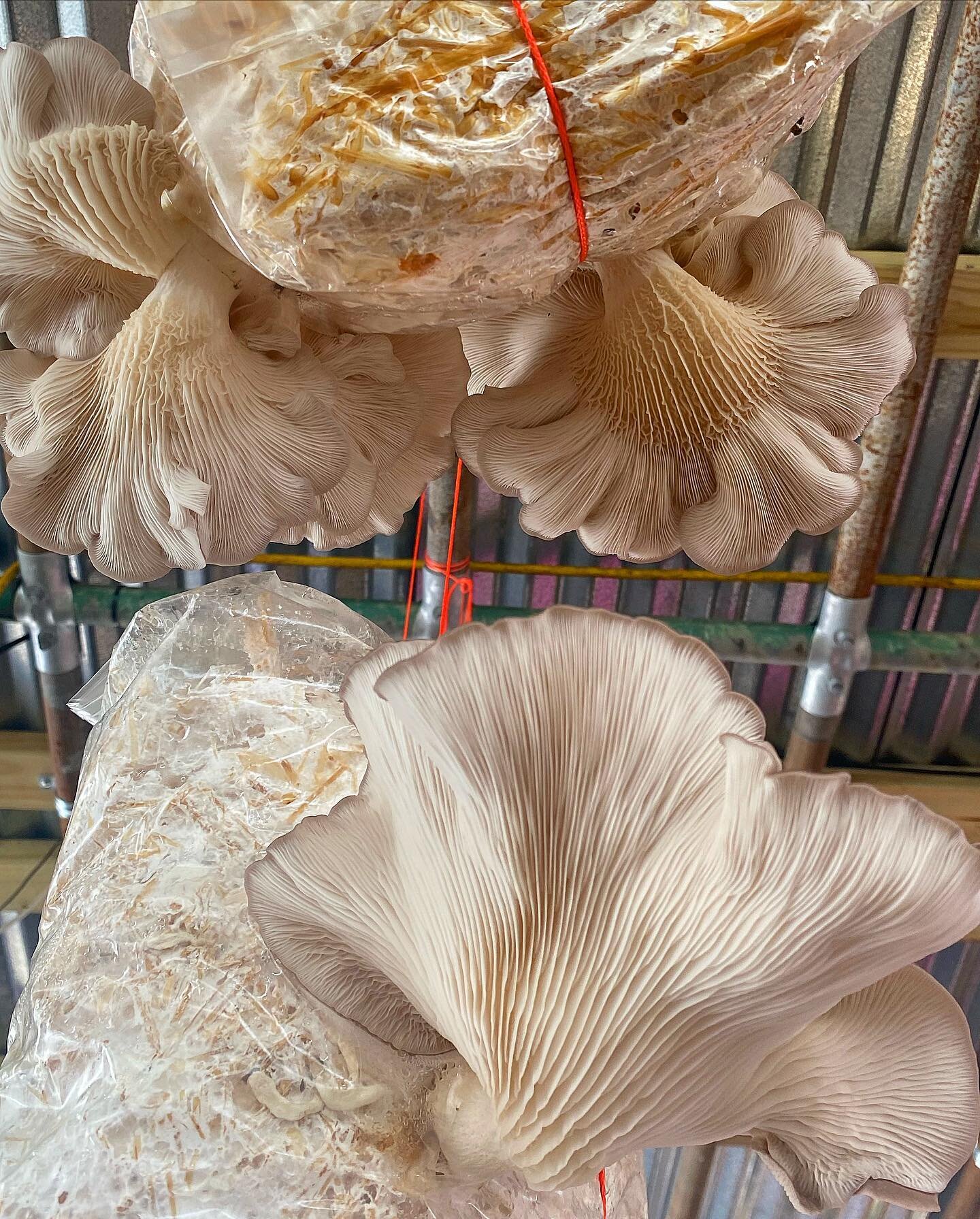 🍄WORKSHOP EXPERIENCE🍄

Have you ever considered growing your own mushrooms? Or wanted to have an abundance of mushrooms for your culinary delights? 

During this years 🍃Earth Day Festival🍃you&rsquo;ll have the opportunity to learn! 

🍄🍄🍄

🍄Co