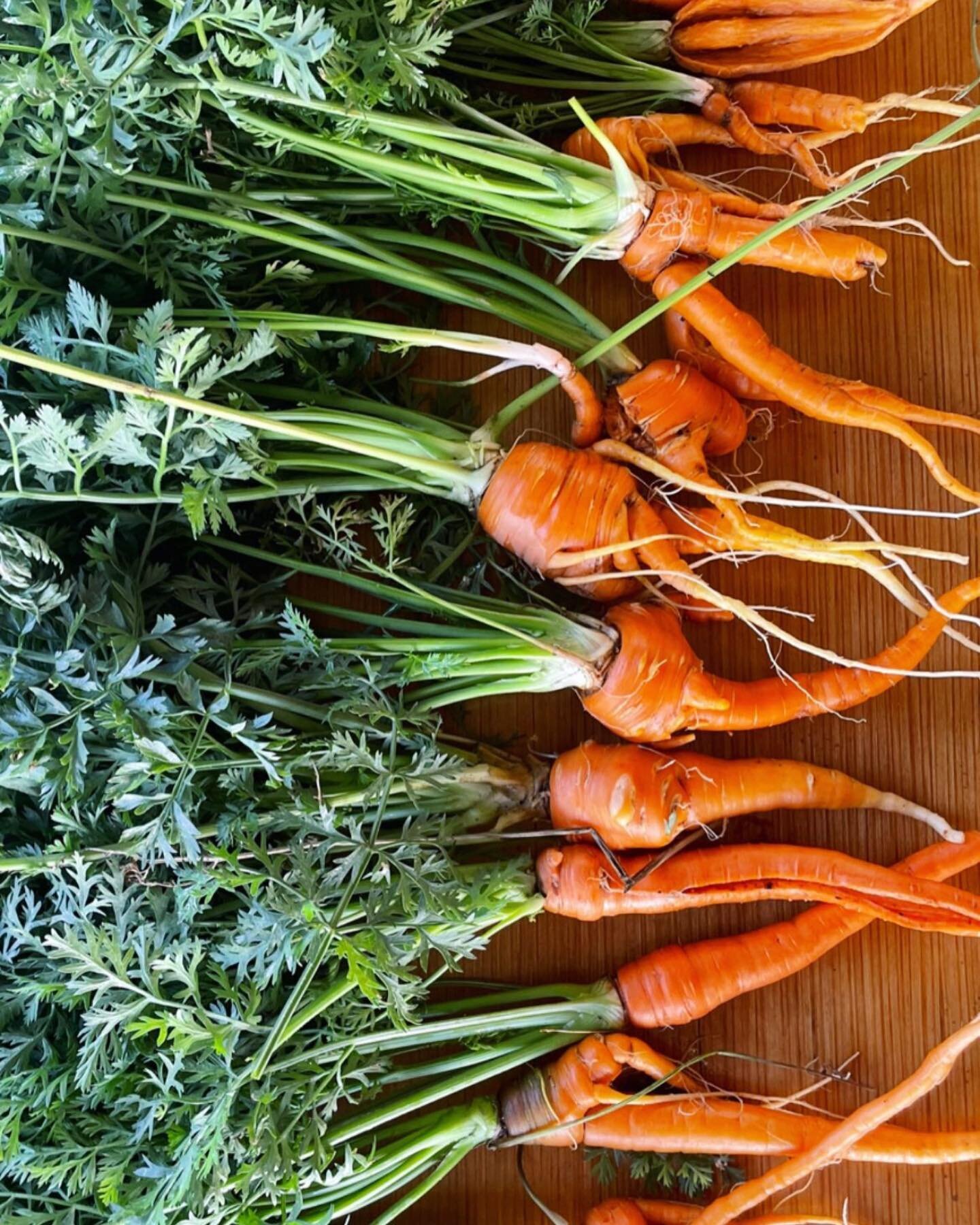 🥕carrots from the garden🥕
rich in vitamins K &amp; A
we love making carrot ginger soup &hellip;
what&rsquo;s your favorite way to process them?