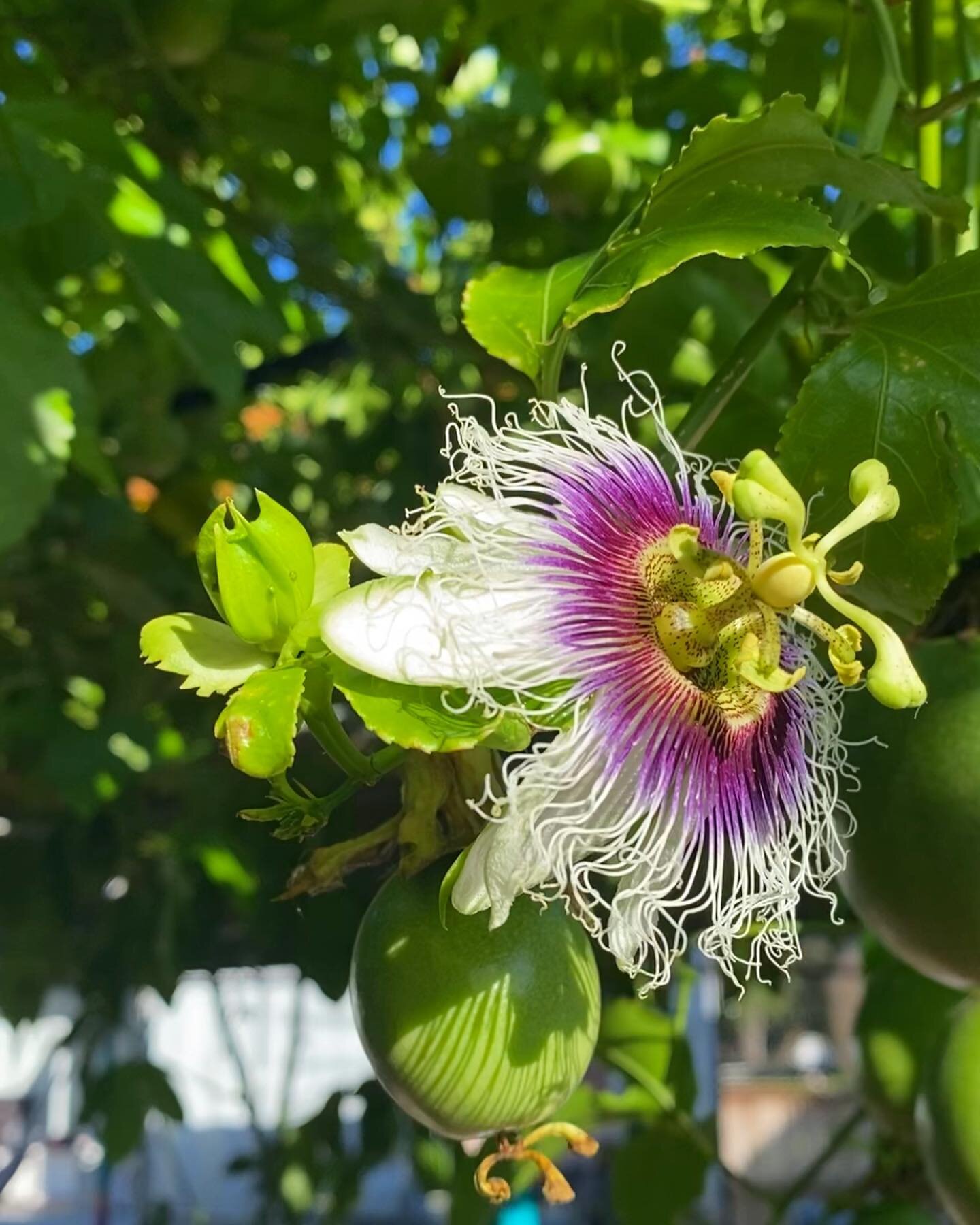 Lilikoi power 🌿🌸🌿

These beauties are making a comeback after the freeze! Passionvine climbs and stretches over everything in sight

Her flowers are mesmerizing and passionfruit tastes absolutely delicious. The vine has tendrils that spiral and gr