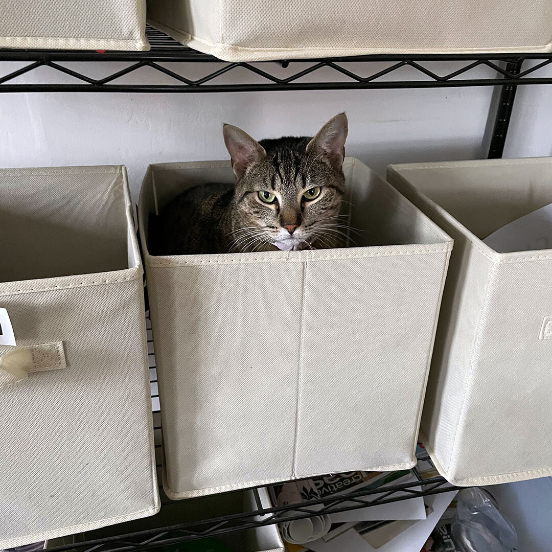 Edith, one of the feline friends at Cultivate Care Farms in Bolton, MA, shares a look that seems to exude a bit of sass and cat-titude as if to say &quot;What? You've never seen a cat in a box before?&quot;

#CultivateCareFarms #BoltonMA #FarmBasedTh