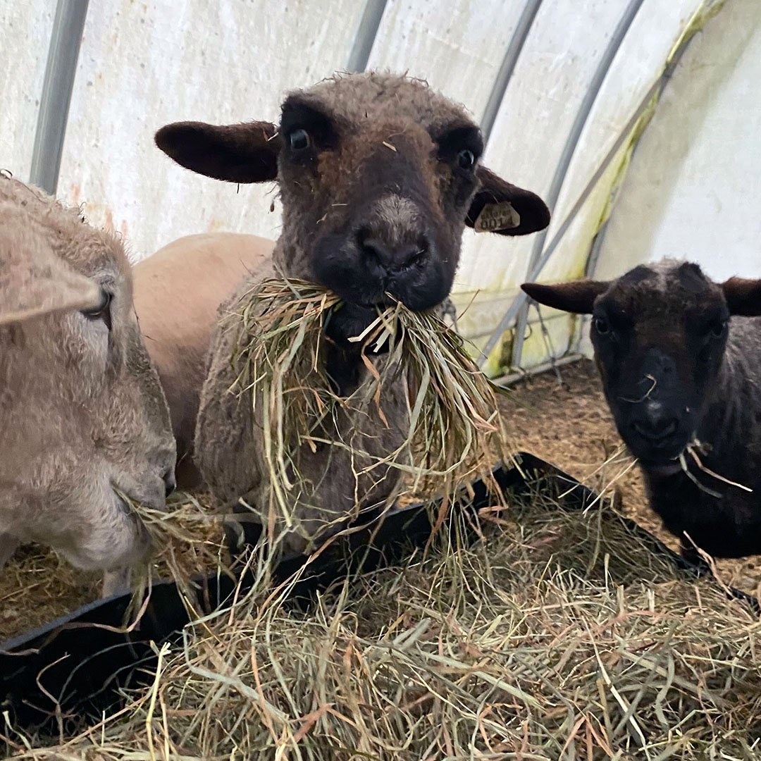 As much as we love our new babies, we also want to recognize how important all of our animals are to us at the farm, especially the animals who have been around for many years helping our clients. Today we're focusing on one of our oldest sheep, name