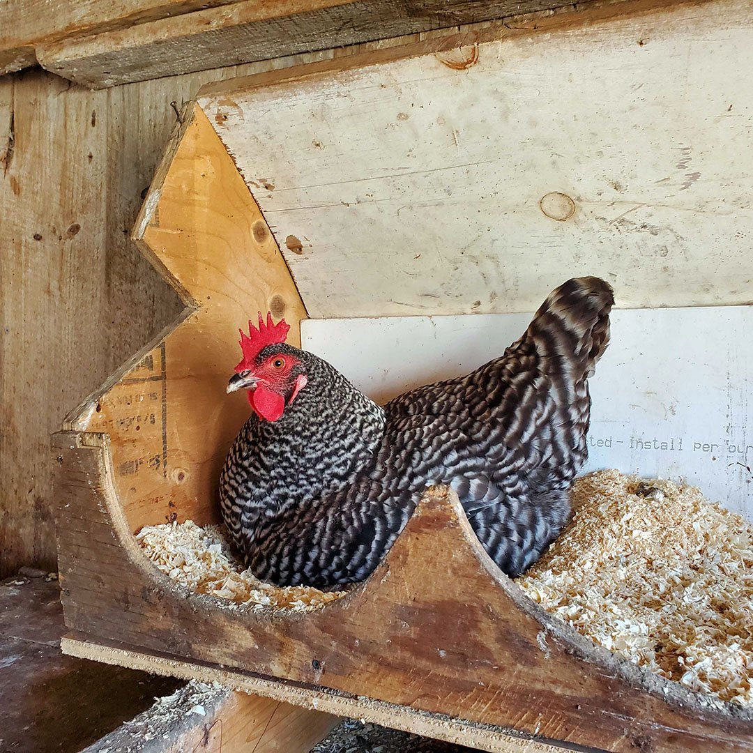 It's #ChickenTherapyThursday and Pecky Becky, the charismatic chicken from Cultivate Care Farms, wants to give you the scoop about our email newsletter packed with all the latest upcoming community wellness events, eggs-ellent new programs, and ways 