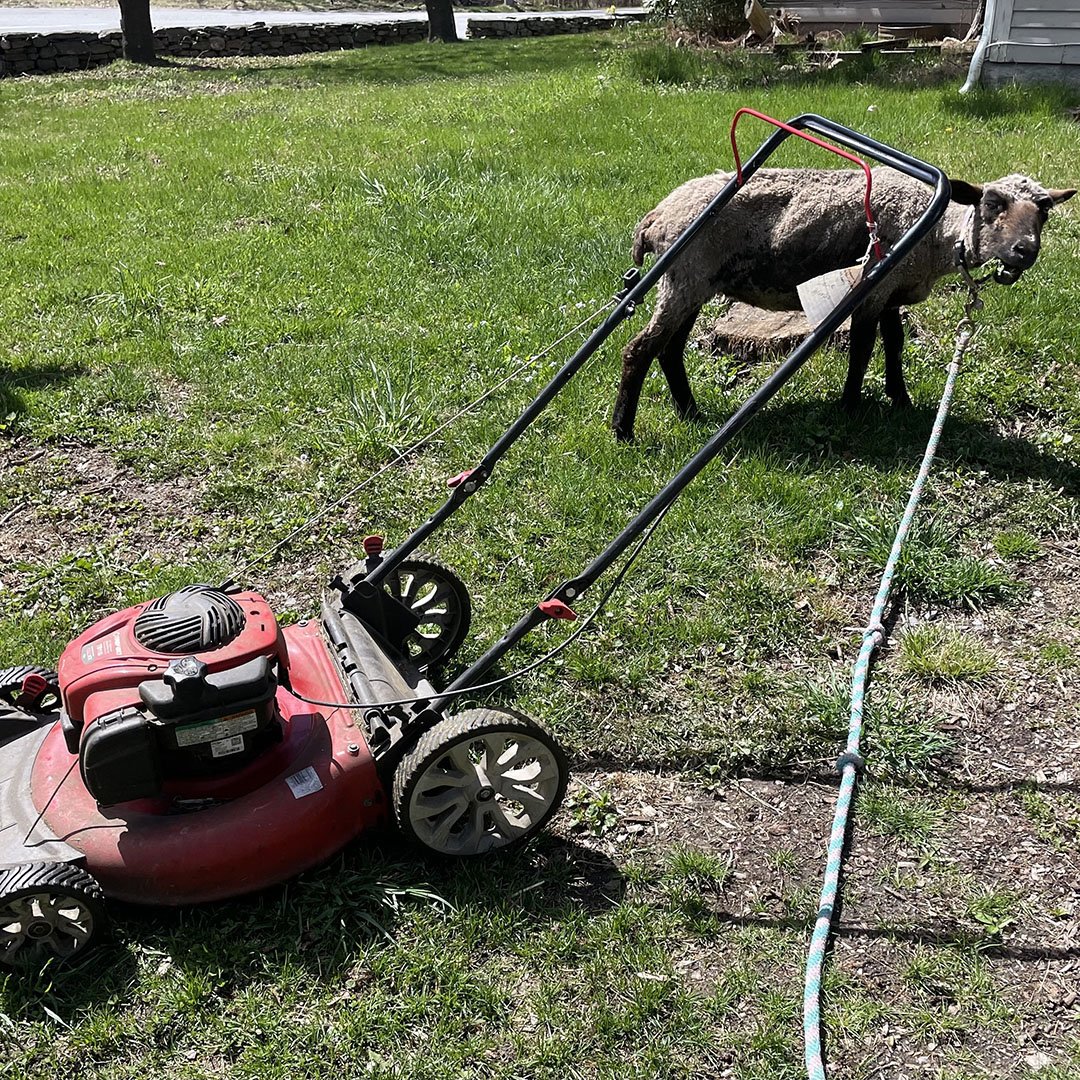 A Tale of Two Mowers by Cultivate Care Farms. In the foreground is the red power &quot;push&quot; lawnmower; and, attached to the leash in the background, is the original sheep &quot;pull&quot; lawnmower (Dot) chewing away at the grass. 

#CultivateC