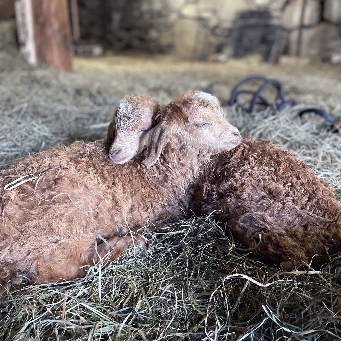 Who wants baby goat snuggle time? On Sat May 4 from 10-3, come to Cultivate Care Farms and hang out with our new goat babies. It's a Baby Goat Shower! There will be multiple pens set-up for kids and families to have hands-on time with the new friends