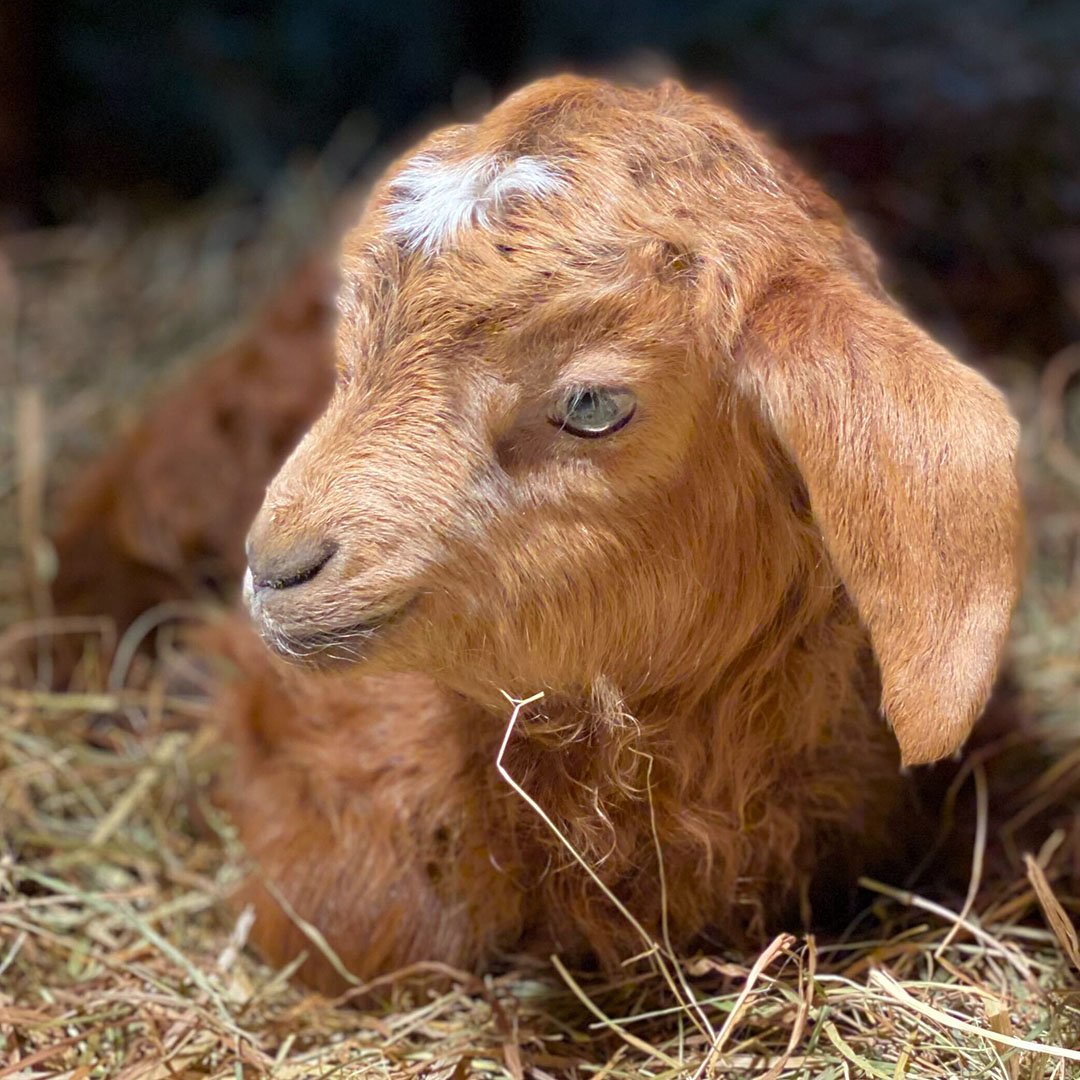 Meet Daisy Pete! She was born on Wednesday, April 10th around 12:30pm. She is our fifth female and final goat born this kidding season. Daisy Pete is an Angora goat, meaning that she will be woolly.

Find out more about Daisy Pete in our latest blog 