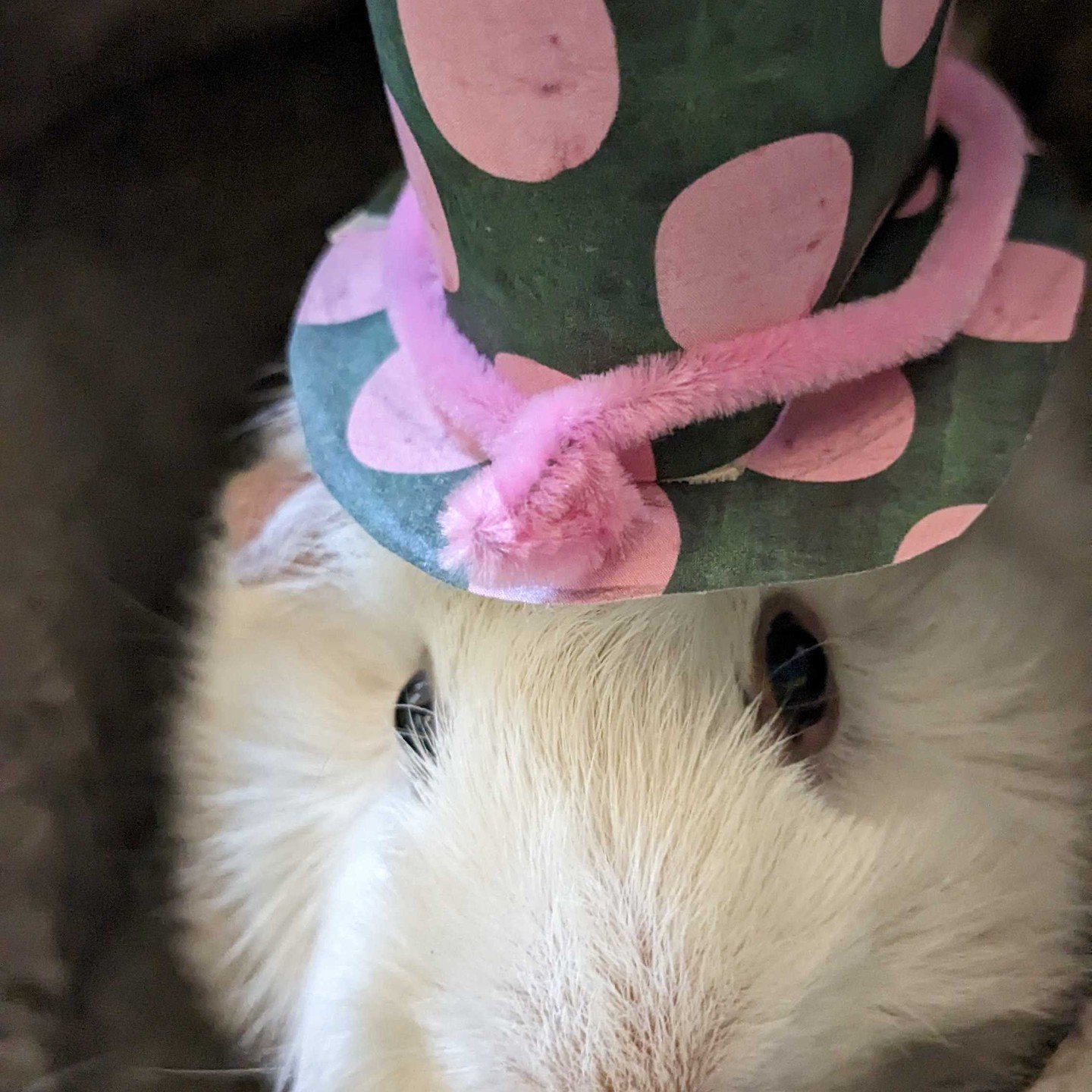 Marshmallow, the most stylish guinea pig, is peeking at you from under a one-of-a-kind, handcrafted designer hat. High fashion has no tiny size limit at Cultivate Care Farms.

#CultivateCareFarms #BoltonMA #FarmBasedTherapy #TherapyGuineaPig