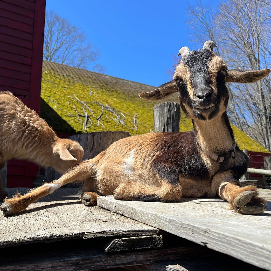 Our farm friends are basking in the warm, spring sunshine at Cultivate Care Farms.🌞

#CultivateCareFarms #BoltonMA #FarmBasedTherapy #GoatTherapy