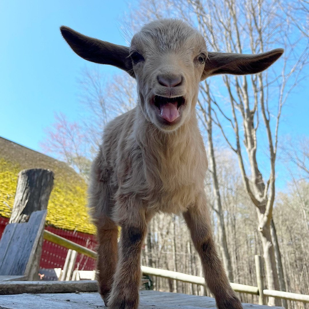 Baby goats are screaming: &quot;Why haven't you bought tickets yet to come see us!?&quot;

Chani, Ruby, Fern &amp; Juniper (the twins), and Daisy Pete are excited to have their Baby Goat Shower tomorrow, Saturday, May 4 from 10-3 and want to meet you