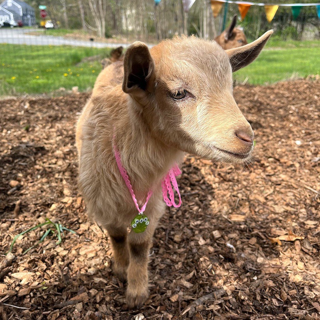 All of our 5 baby goats had a fantastic time yesterday at their Baby Goat Shower bedecked in their namesake necklaces. Chani, Ruby, Fern &amp; Juniper (the twins), and Daisy Pete felt the love from all the folks who spent the day with them. What a gr
