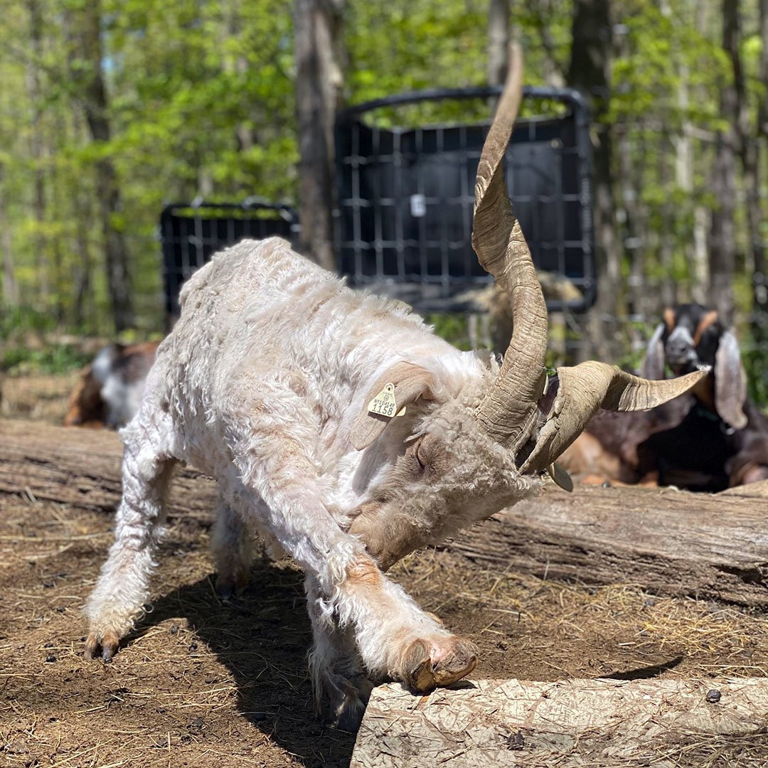 Curly, the gregarious goat, has lost much of his signature curly locks! However, he proudly showcases his freshly shorn look today as he strikes a playful pose.

#CultivateCareFarms #BoltonMA #FarmBasedTherapy #GoatTherapy