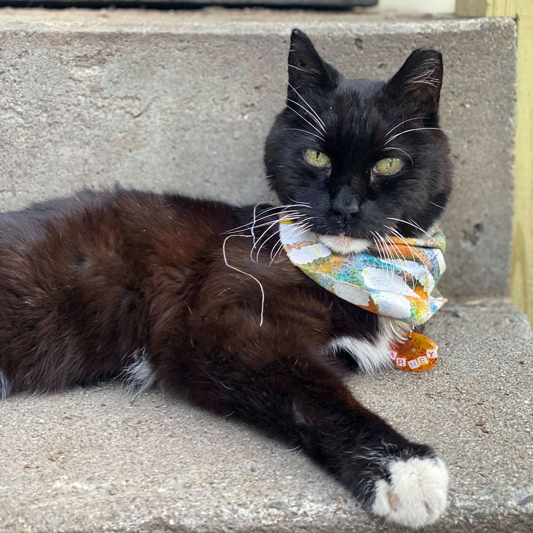 Ever the dapper diplomat, Barney the cat is the de facto ambassador to Cultivate Care Farms. He strikes a regal pose on the stairs in his sophisticated scarf and keeps a watchful eye on all comings and goings on the farm.

#CultivateCareFarms #Bolton