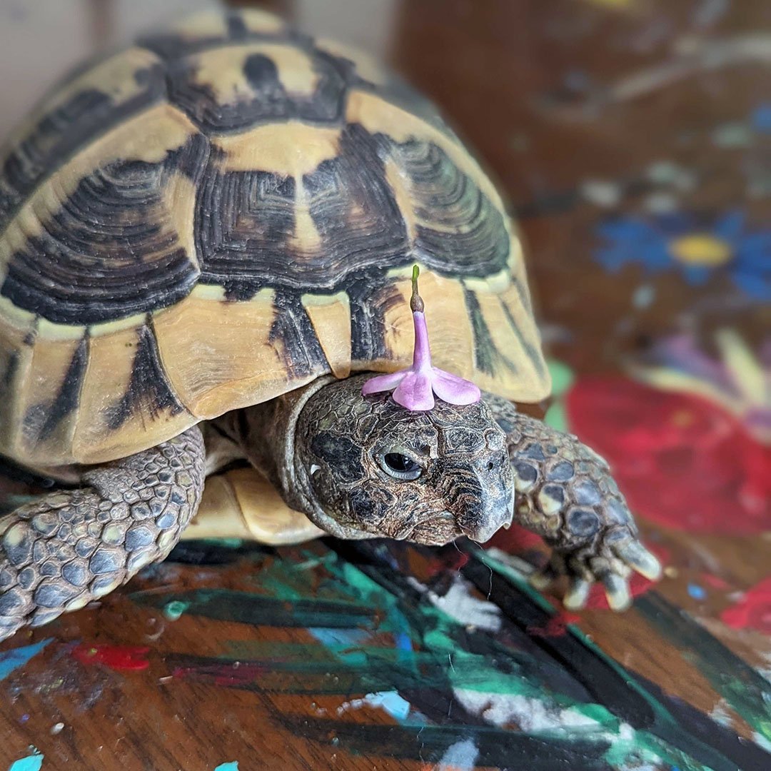 Herman, the fashionable tortoise, is shuffling into the spring spirit at Cultivate Care Farms sporting a jaunty floral accessory - a little flower perched atop his head like nature's tiny hat! 

#CultivateCareFarms #BoltonMA #FarmBasedTherapy #Tortoi