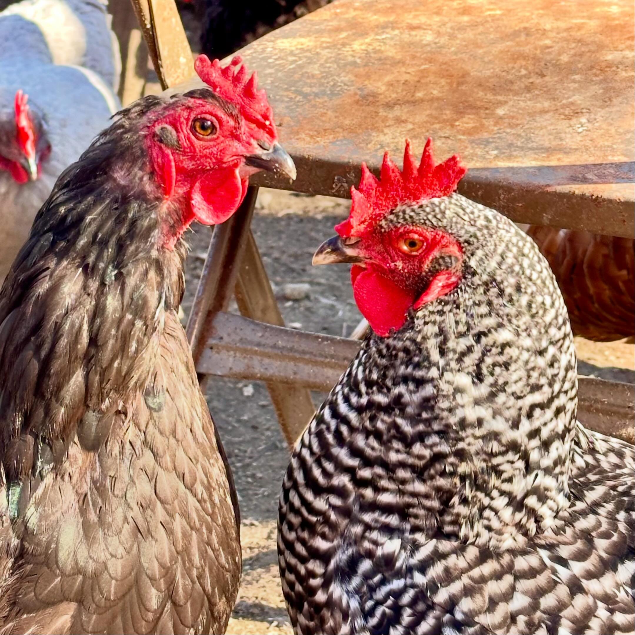 It&rsquo;s going to be a beautiful day on the farm today and the chickens are discussing their plans in the sun! ☀️ 
#CultivateCareFarms #BoltonMA #FarmBasedTherapy #TherapyChickens