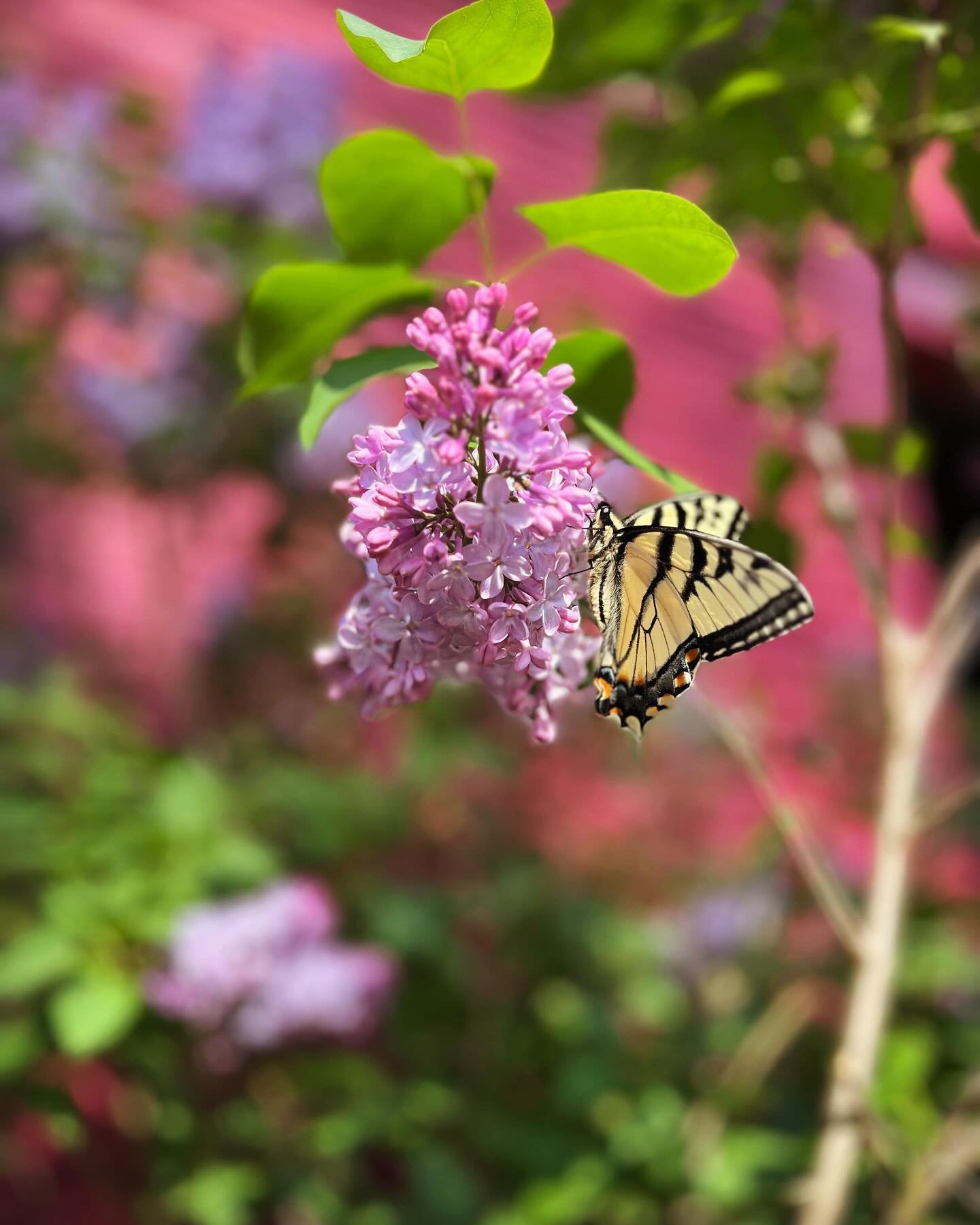 A yellow monarch butterfly grazes on blooming lilacs at Cultivate Care Farms in Bolton, MA, signaling spring&rsquo;s arrival. #CultivateCareFarms #BoltonMA #FarmBasedTherapy