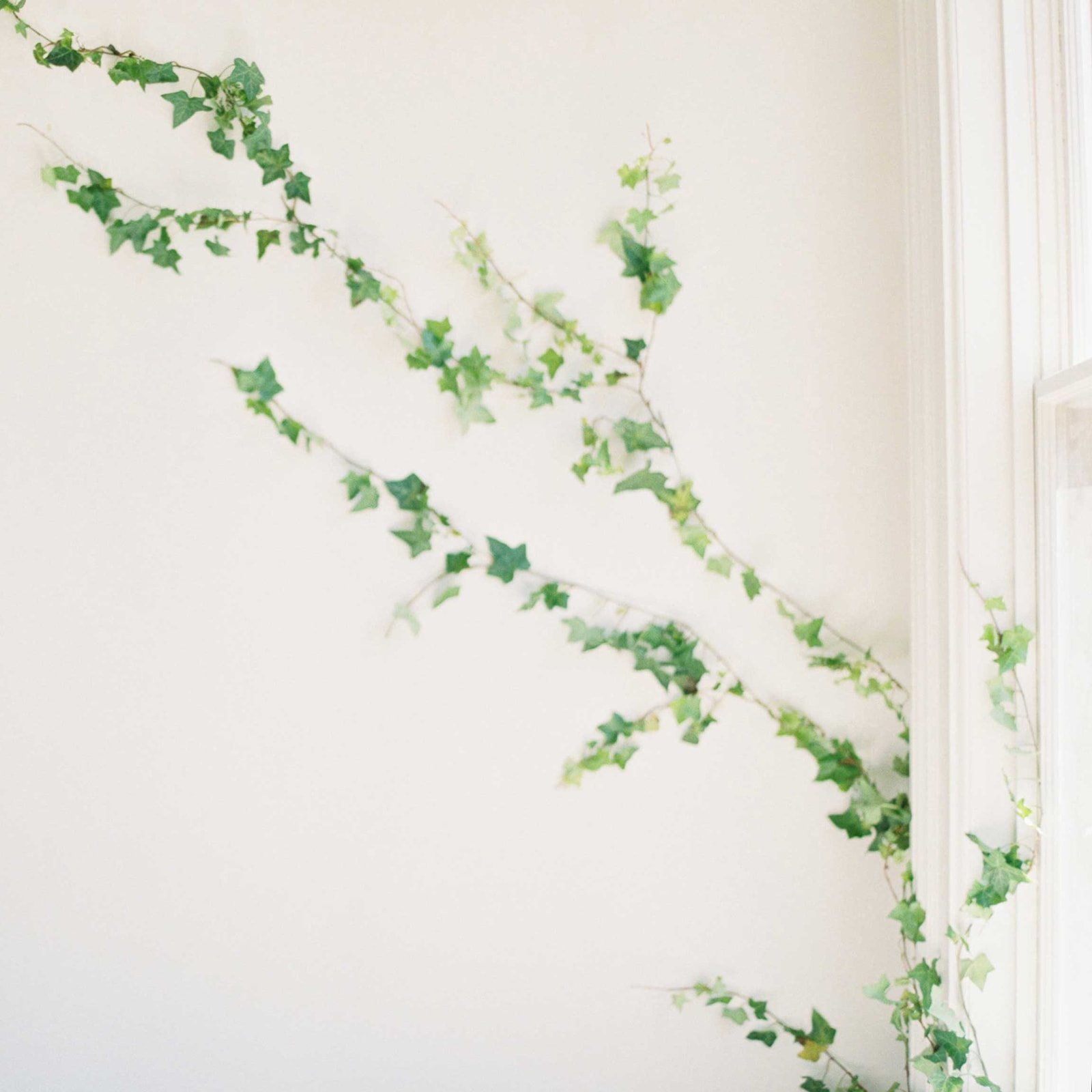 Photography teaches us to see. Slow photography is about looking closer: a branch, a shadow, a fleeting play of light...

#slowphotography #filmphotography #contax645 #detailphotography #storytellingthroughimages #authenticmoments #fineartweddingphot