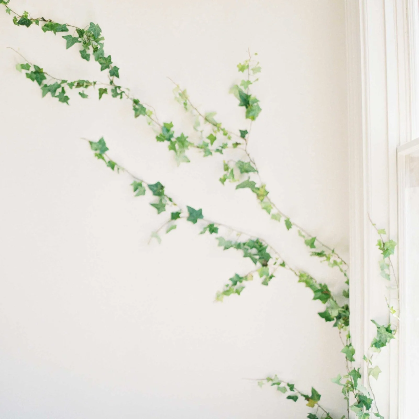 Photography teaches us to see. Slow photography is about looking closer: a branch, a shadow, a fleeting play of light...

#slowphotography #filmphotography #contax645 #detailphotography #storytellingthroughimages #authenticmoments #fineartweddingphot