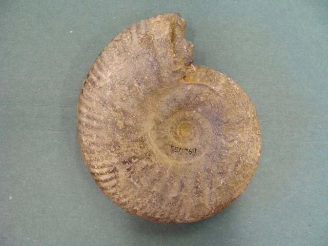 Hands-On History: Object Handling with Fossils