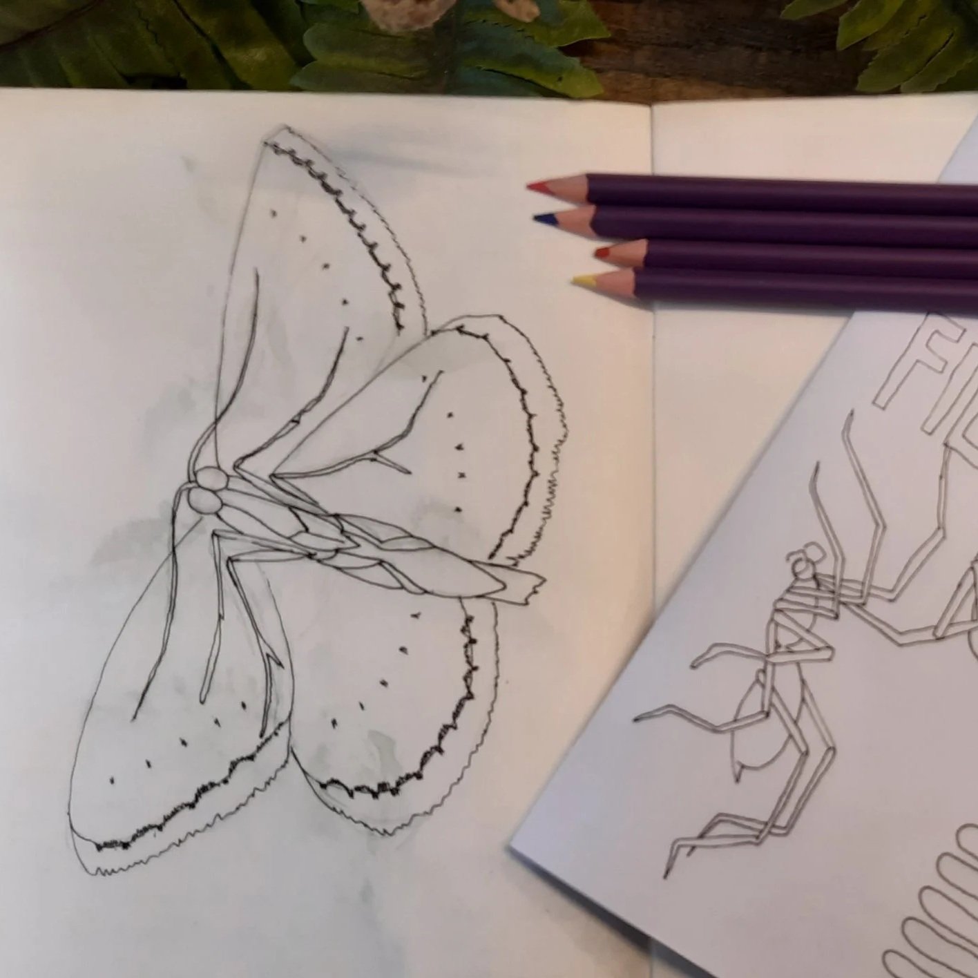 Nature Journal Workshop (Over 16s)