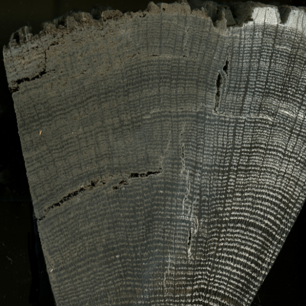 Reading the Rings: How Trees Reveal the Past