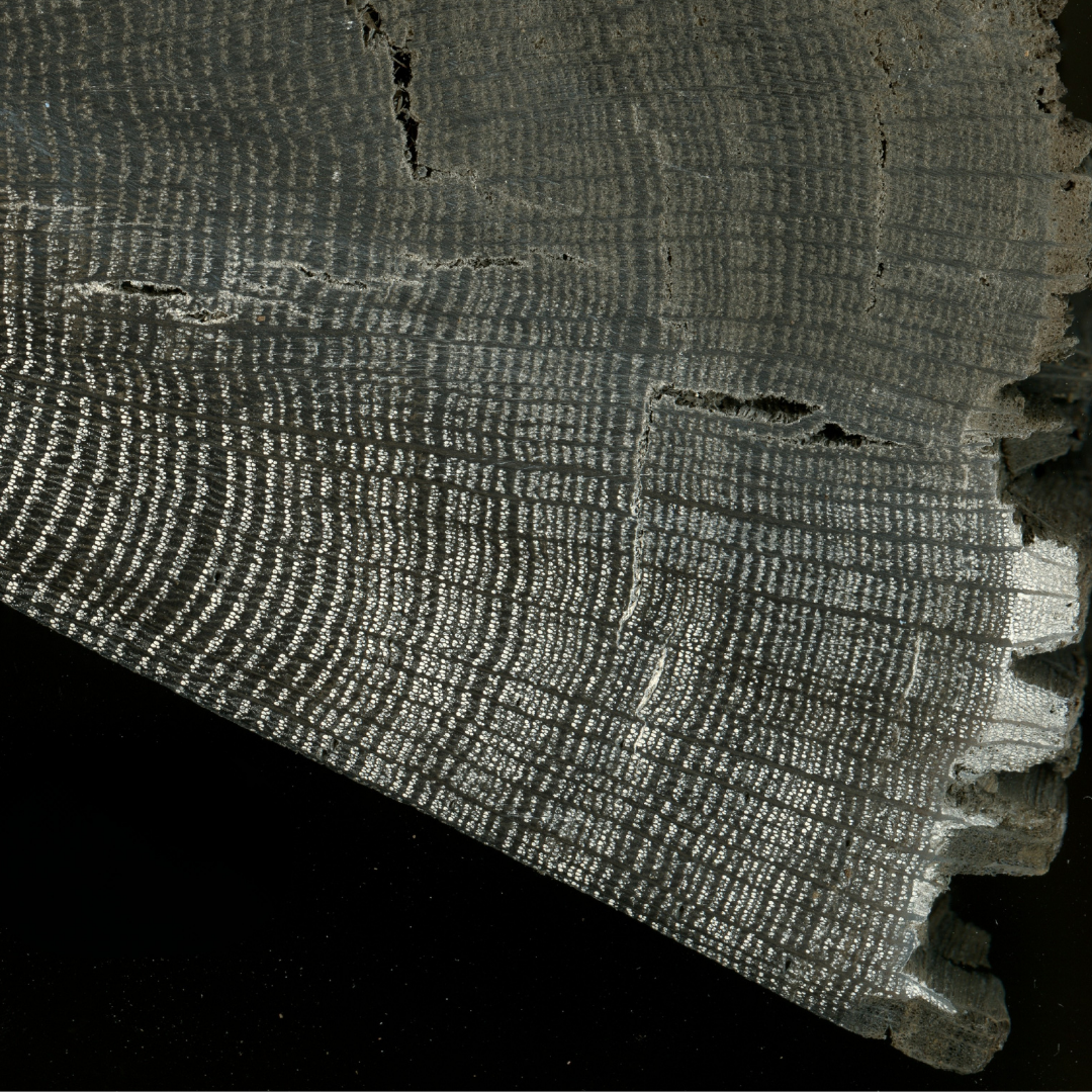 Reading the Rings: How Trees Reveal the Past