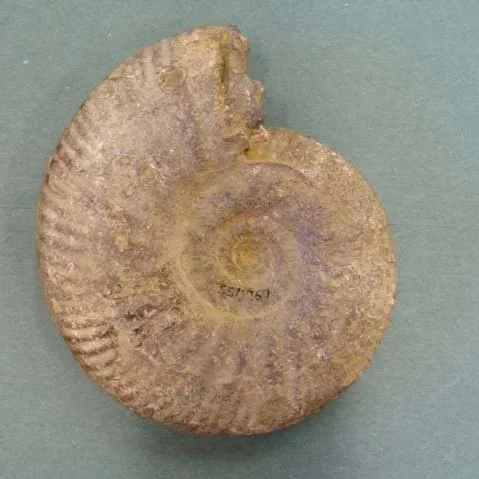 Hands-On History: Object Handling with Fossils 