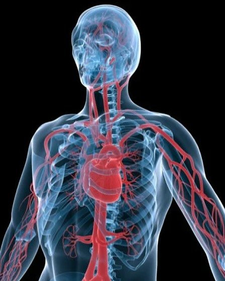 Did you know that the human circulatory system is more than 60,000 miles long?  Human blood retains a link to ancient Cambrian seas; the same balance of salts and minerals that existed in the primitive oceans half a billion years ago is present in bl
