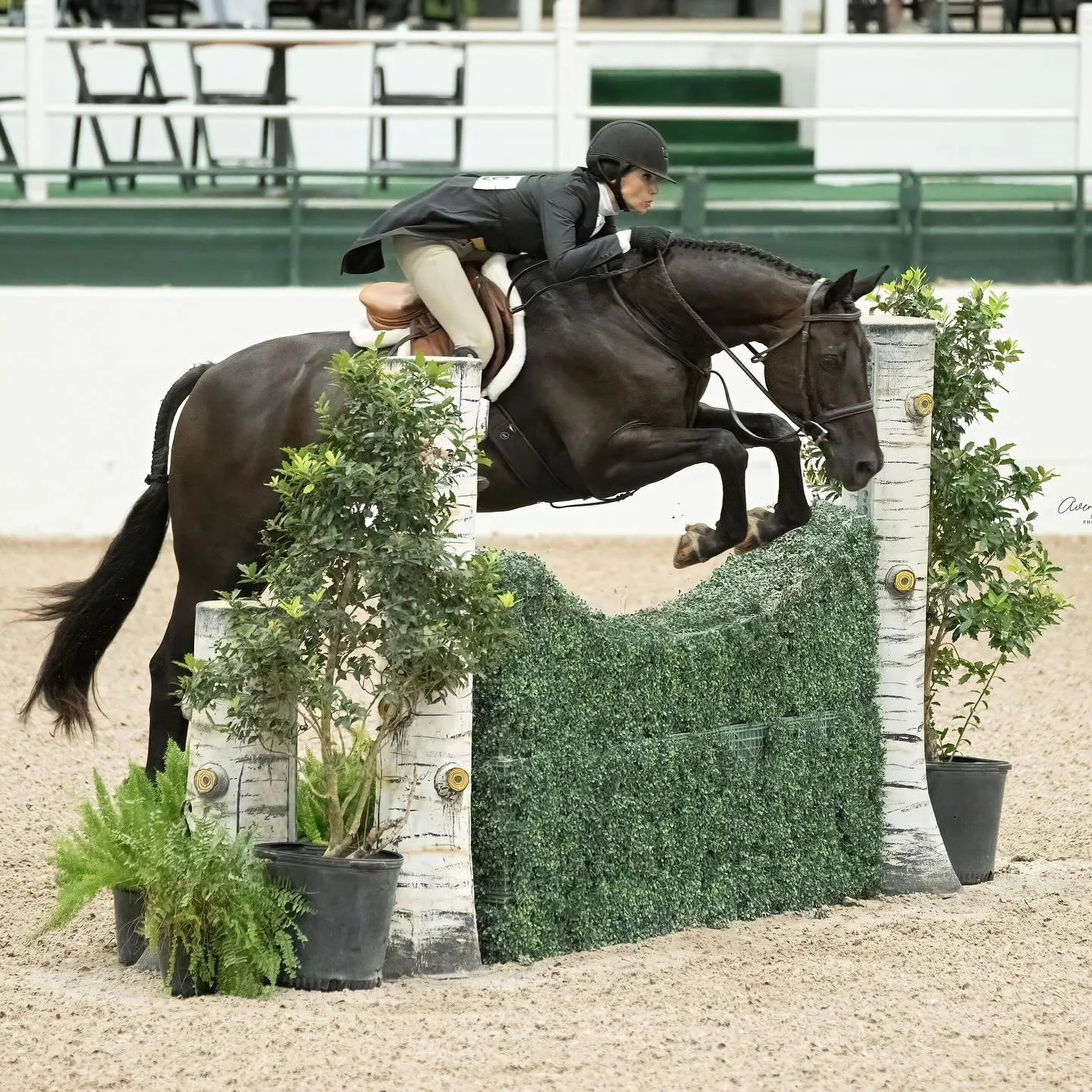 Congratulations to Alicia Loving and “Douglas De Riverland”, owned by Rachel Truair, for finishing up week 1…
🏆Champion in the Middle Adult Hunters
🏅17th overall in the USHJA National Hunter Derby Regional Championships 
🥇1st in