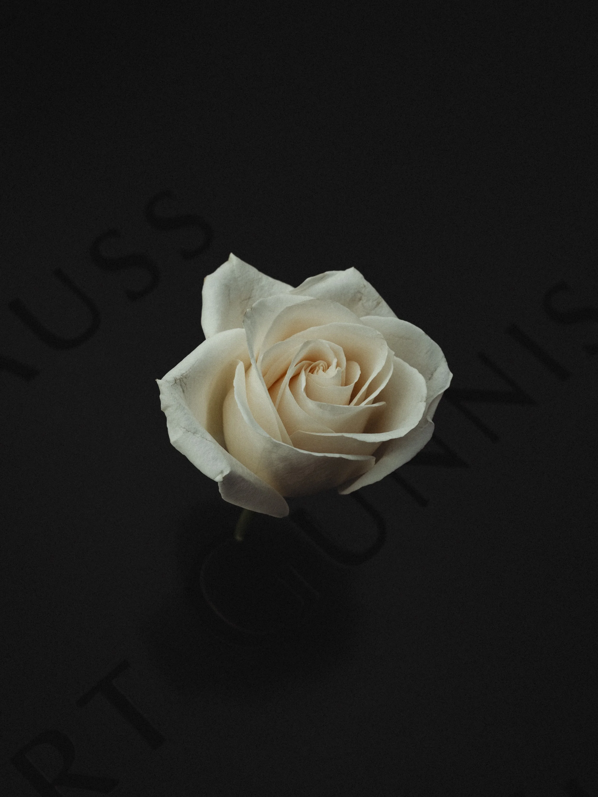 Cream-colored rose on a dark background.