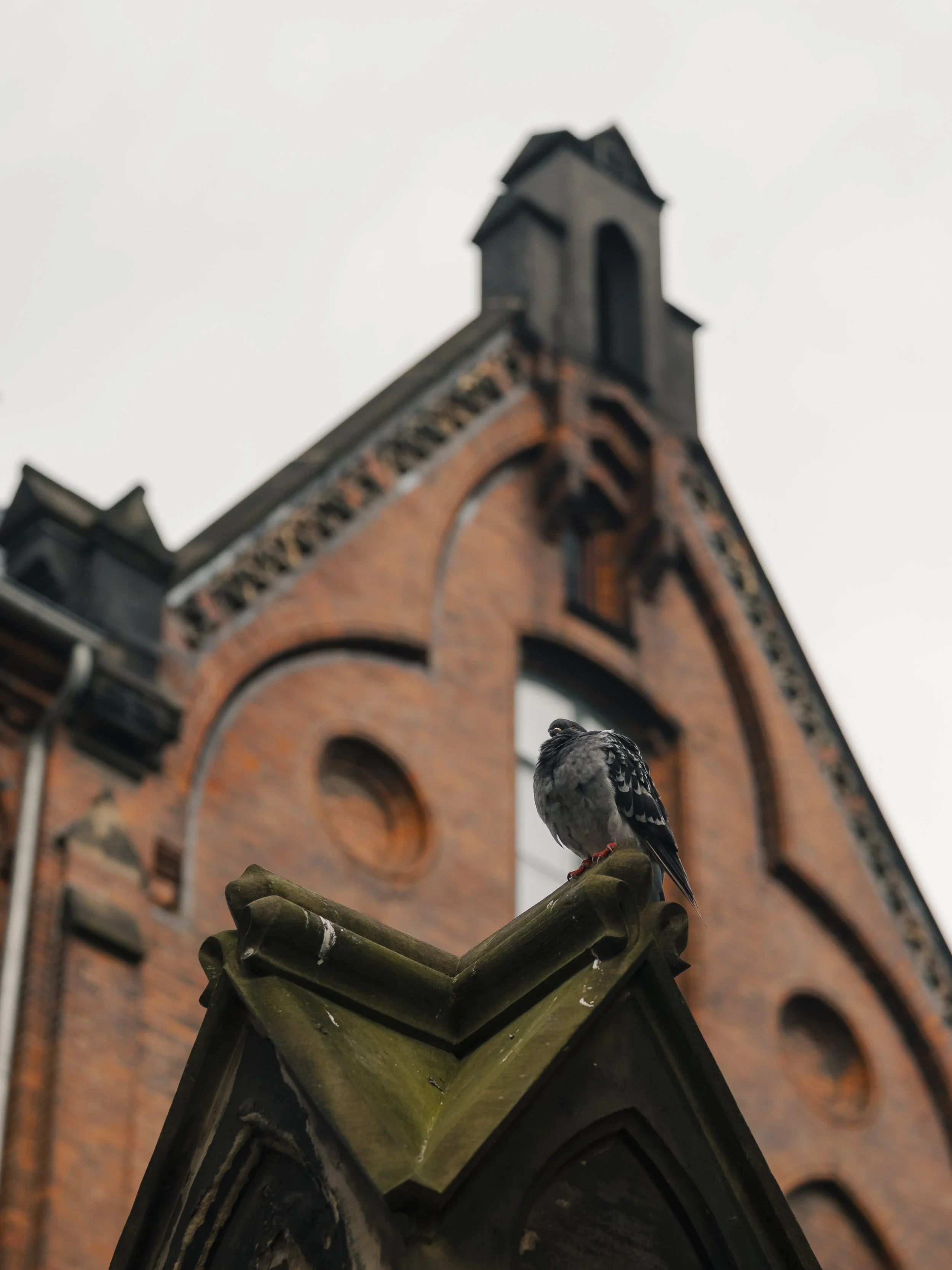 A pigeon perched on a decorative stone surface with a historic brick building and clock tower in the background.