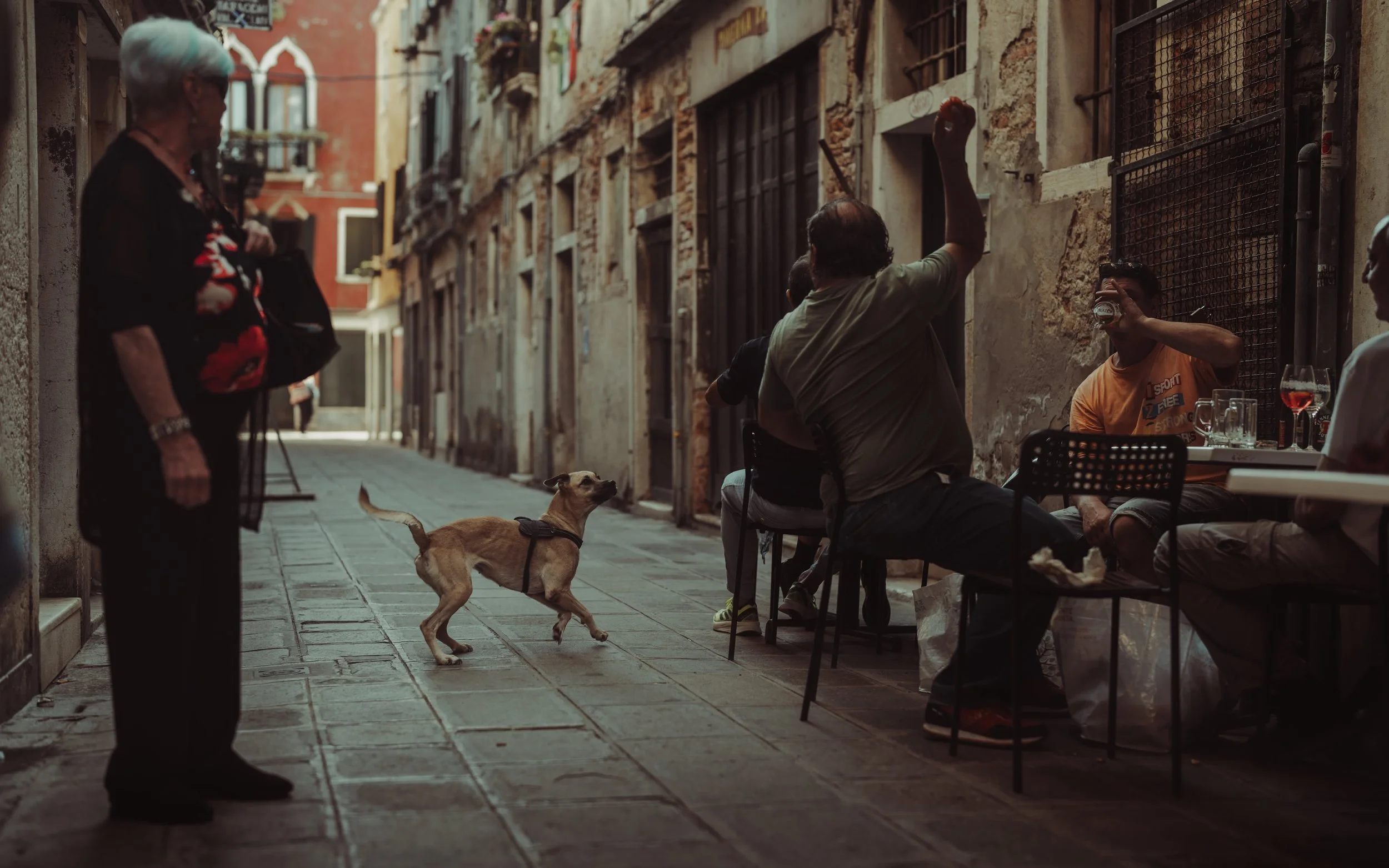 A small dog with a harness walking on a narrow street, passing by a woman standing near a doorway. Several people are sitting at an outdoor cafe, one drinking from a glass. The scene is in an old, historic area with aged buildings.