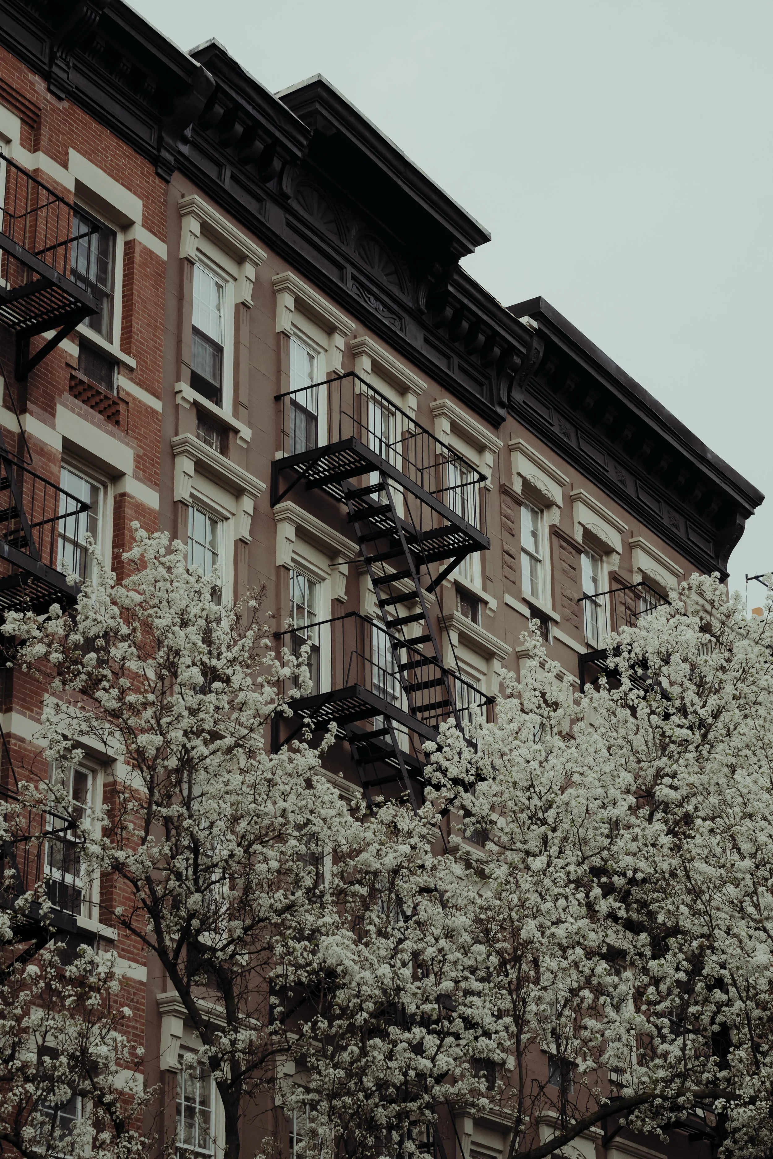 A brownstone apartment building with fire escapes on the exterior, partially obscured by blooming white trees.
