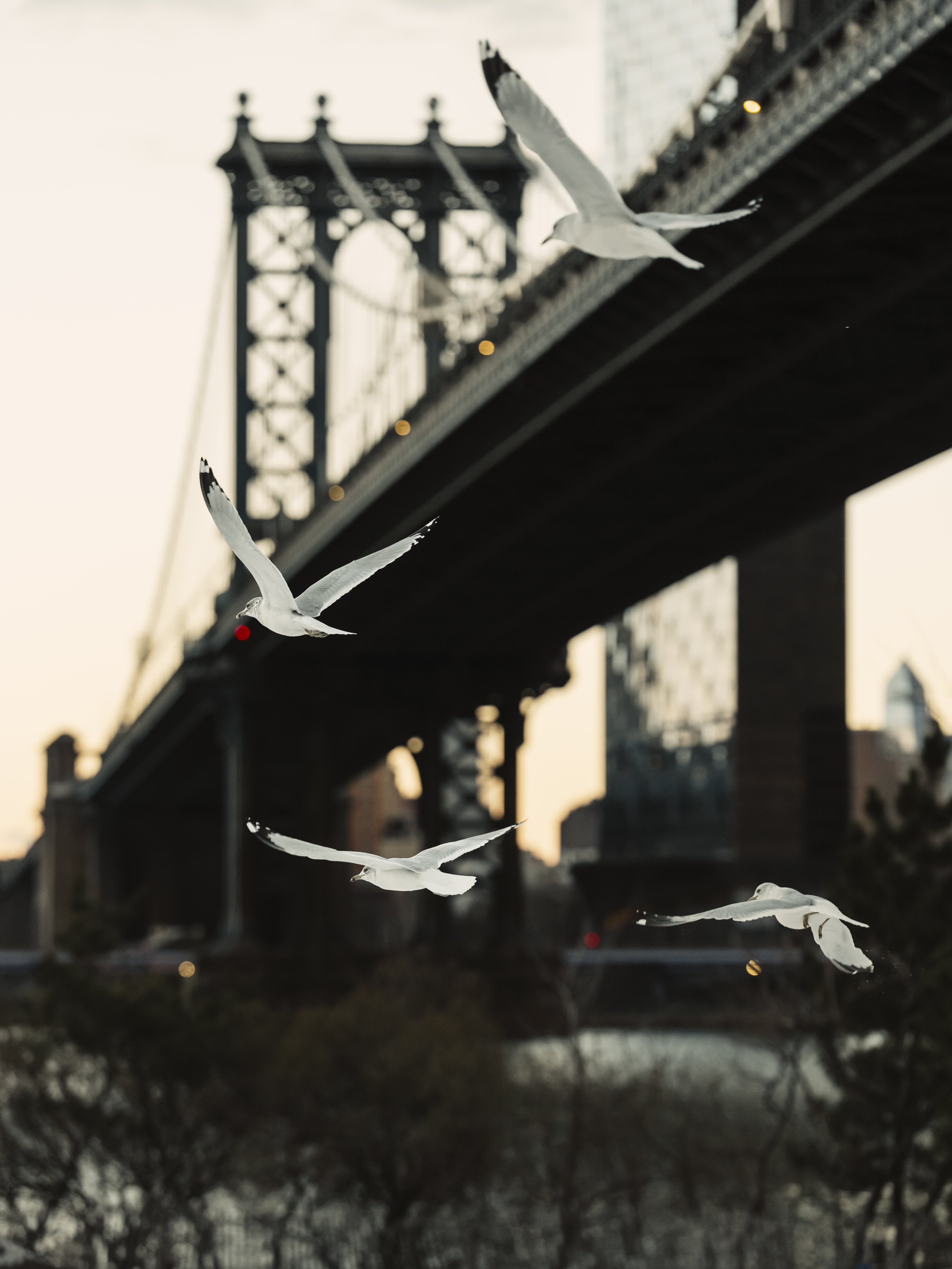 Four seagulls flying under a bridge in a city, with sunset sky in the background.