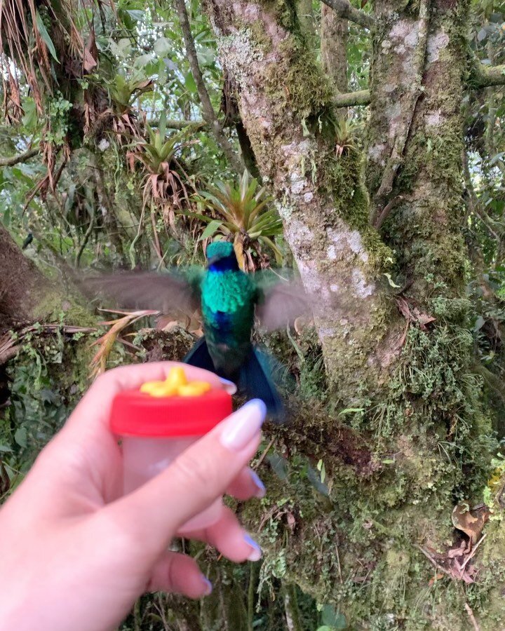 Experiencia con Colibries en la Casa del Angel del Sol!🦋🌞

El Profesor Pascual y su esposa Michele, han creado un experiencia iteractiva con Colobries so&ntilde;ada. S&oacute;lo cuando est&aacute;s all&iacute; inmerso en ese ambiente natural, que i