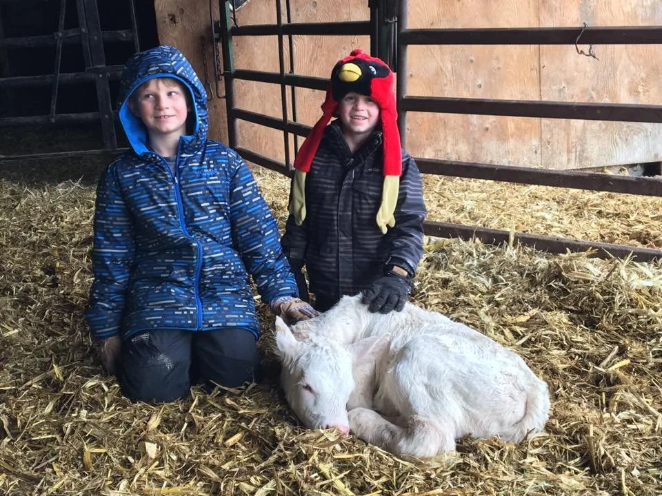 Jay & Shay Newborn Calf.jpg
