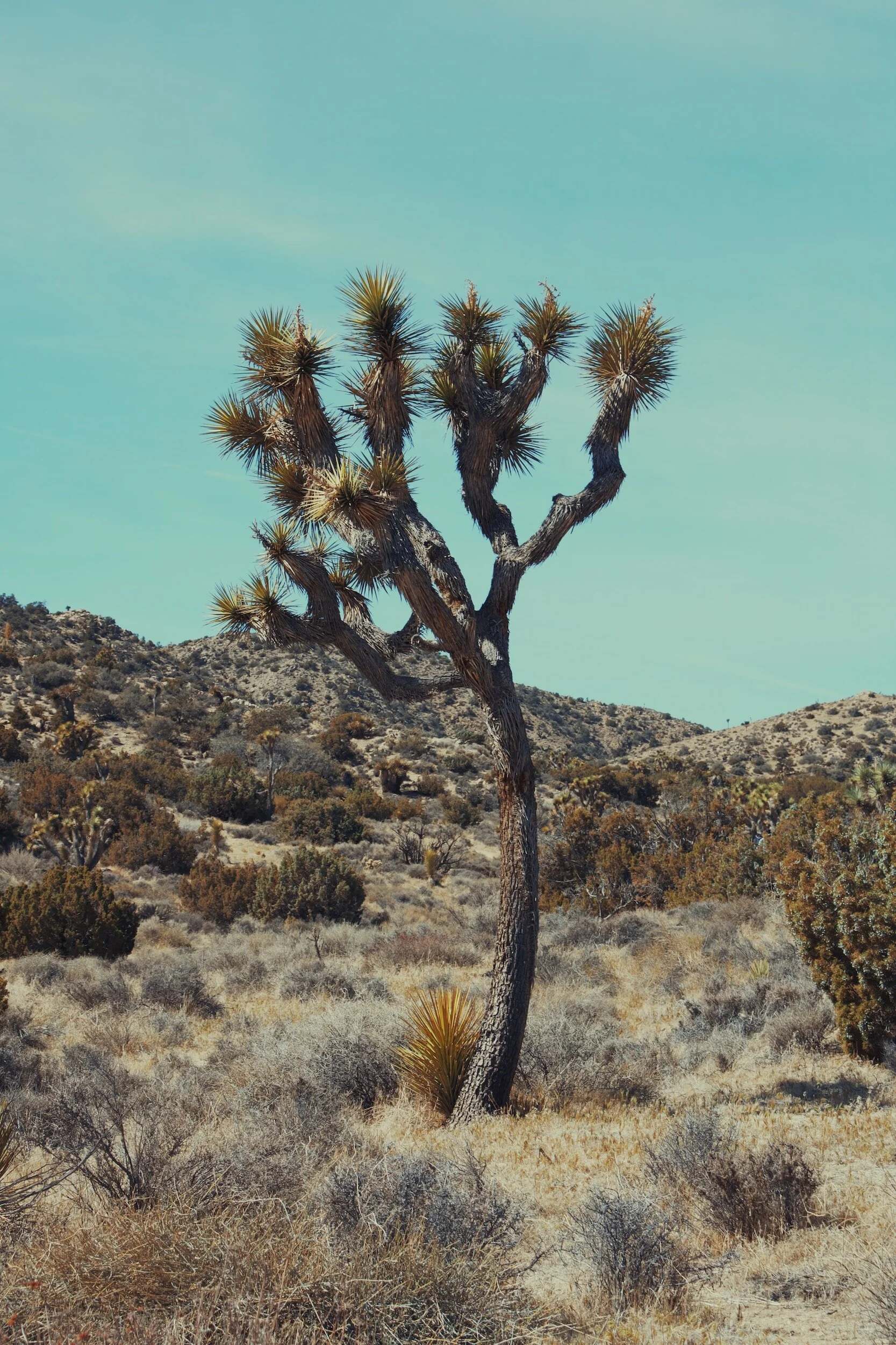 A desert landscape with a tall Joshua tree in the center, yellow and green shrubbery, and a range of hills under a clear blue sky.