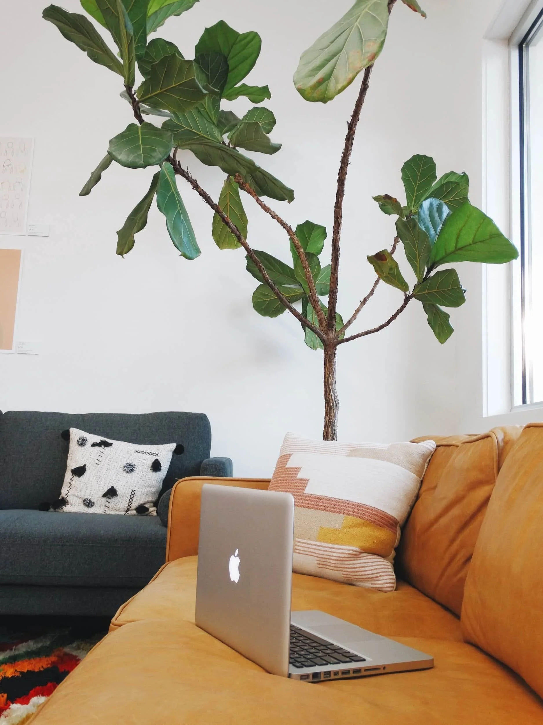 Cozy therapy office with couch and fiddle leaf fig plant in a light-filled Austin counseling space
