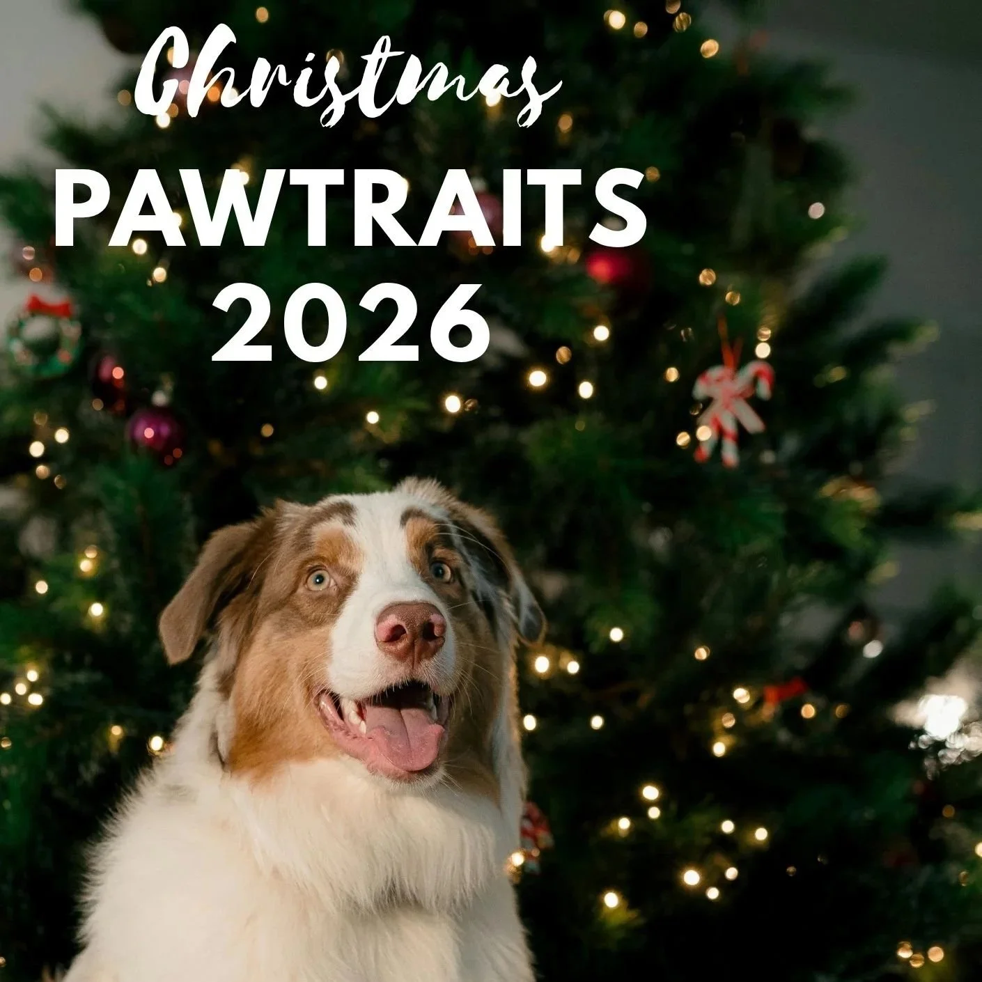 Christmas Pawtraits