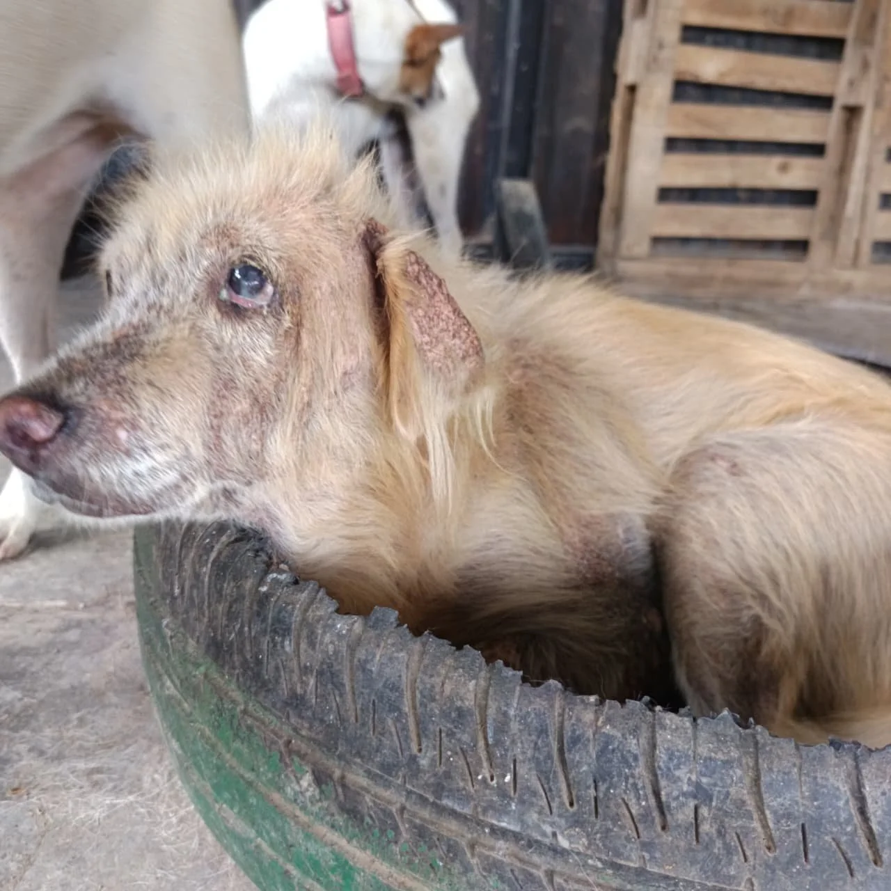 A fluffy, tan and black dog with long ears, wearing an orange bow tie with white leaf patterns, sitting outdoors on a sunny day.
