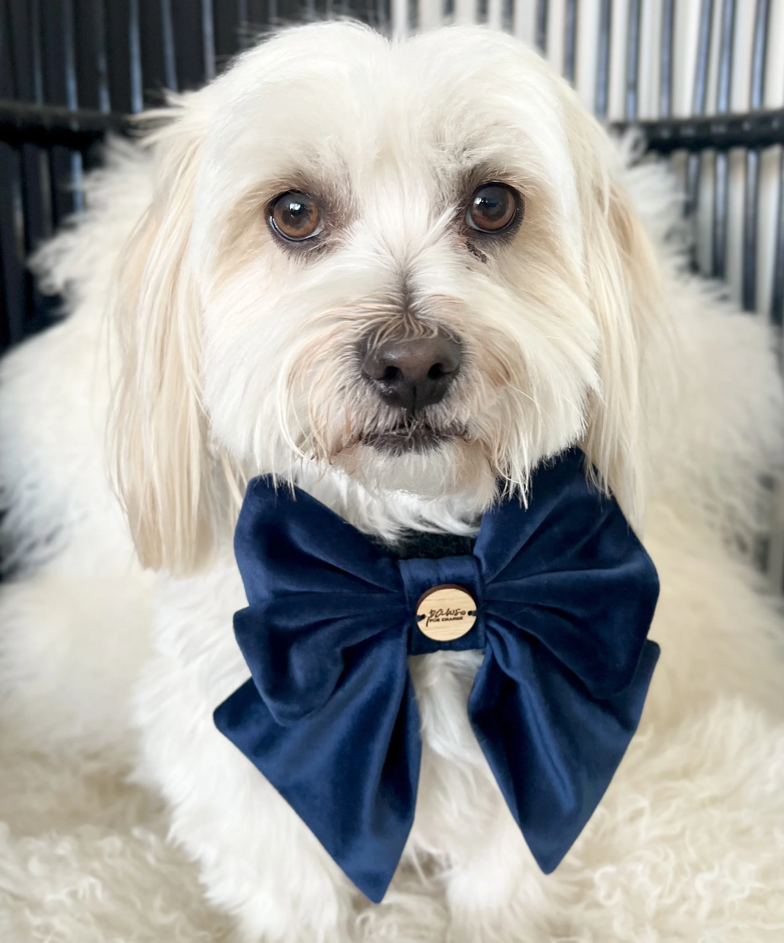 Navy Bow Tie.jpg