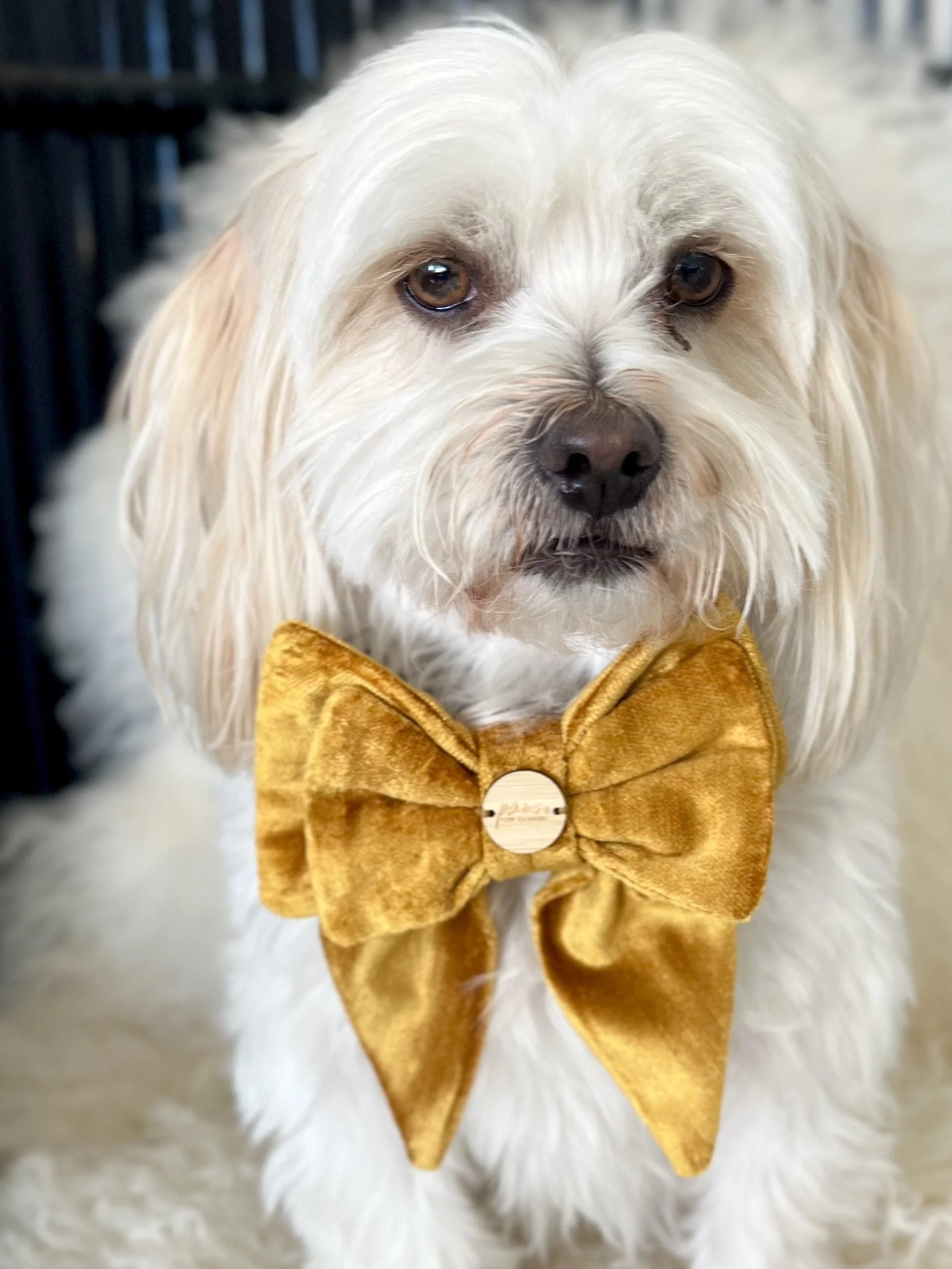 Gold Bow Tie.jpg